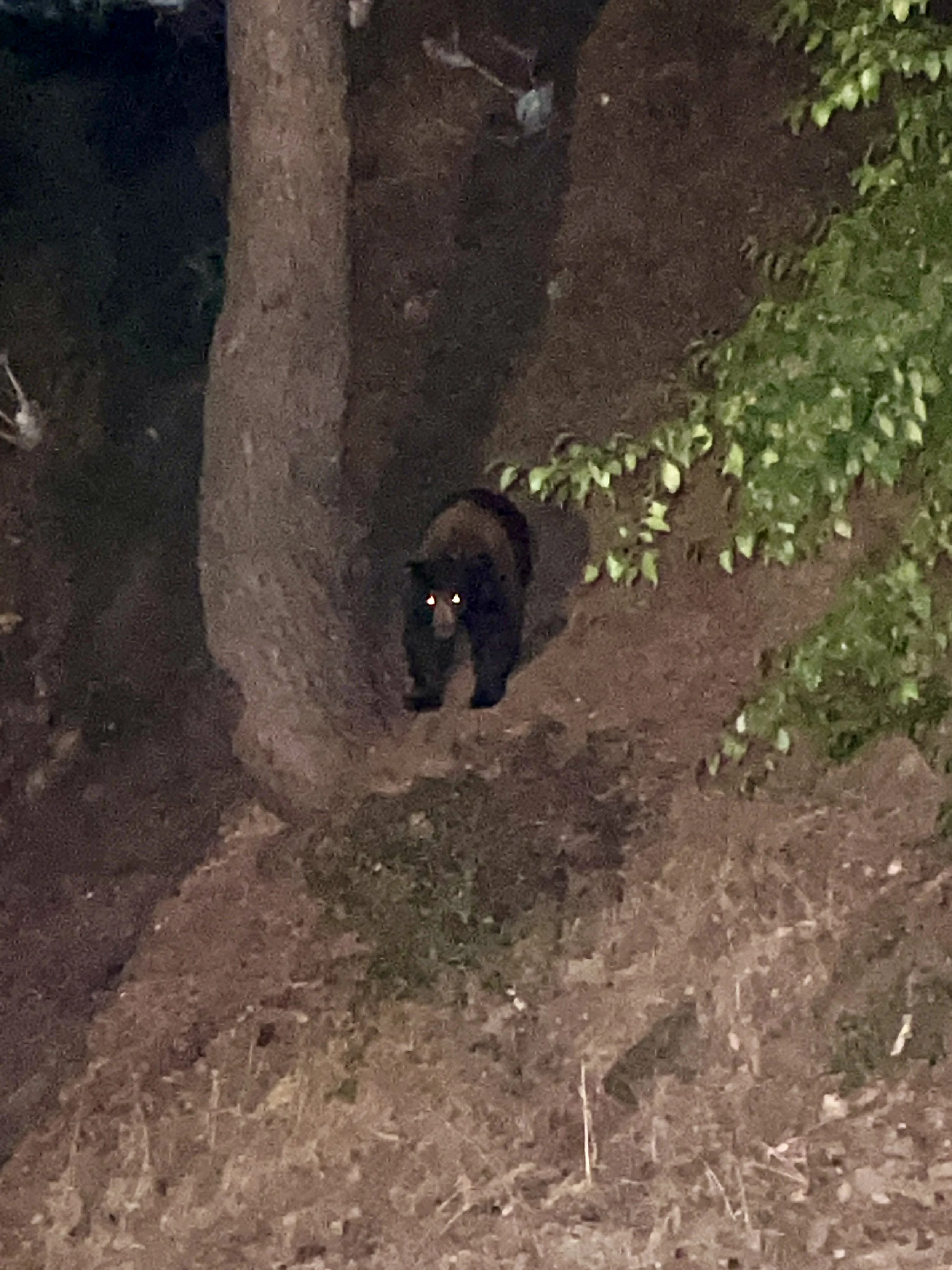 Nature, Unfiltered: The Bear’s Boundary