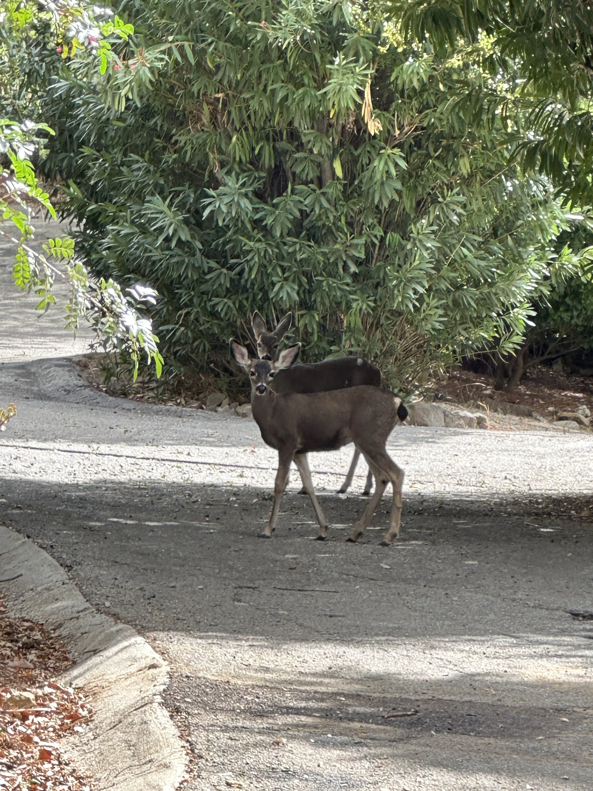 Nature, Unfiltered: The Fawns’ Trust