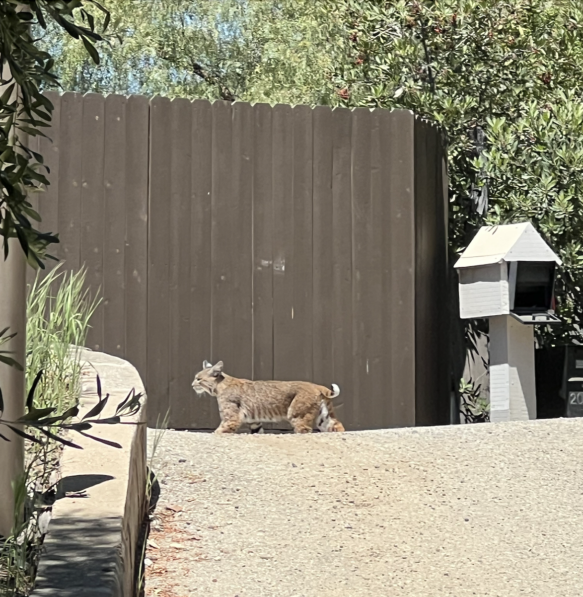 Nature, Unfiltered: The Bobcat’s Familiarity