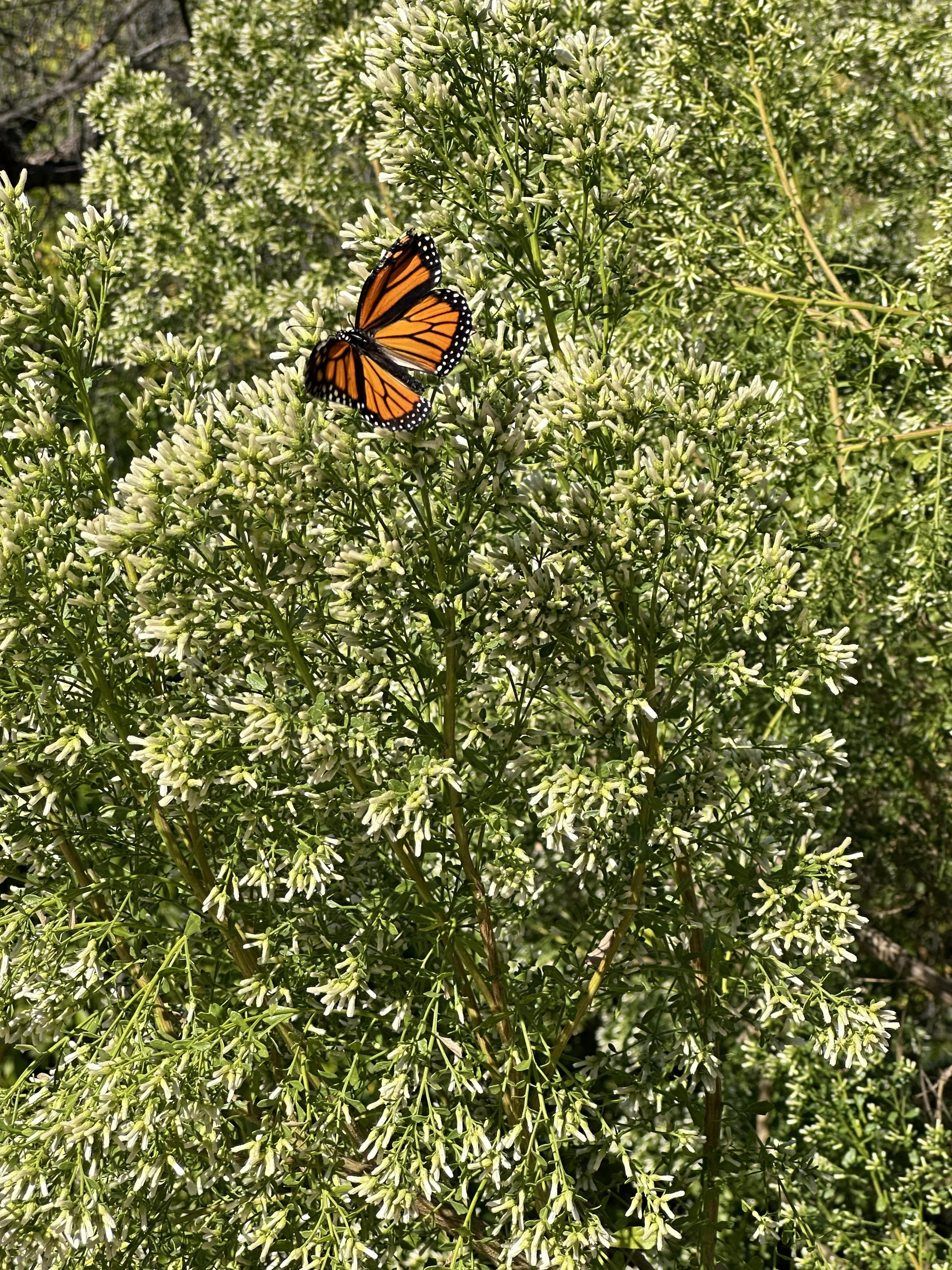 Nature, Unfiltered: The Butterfly’s Light