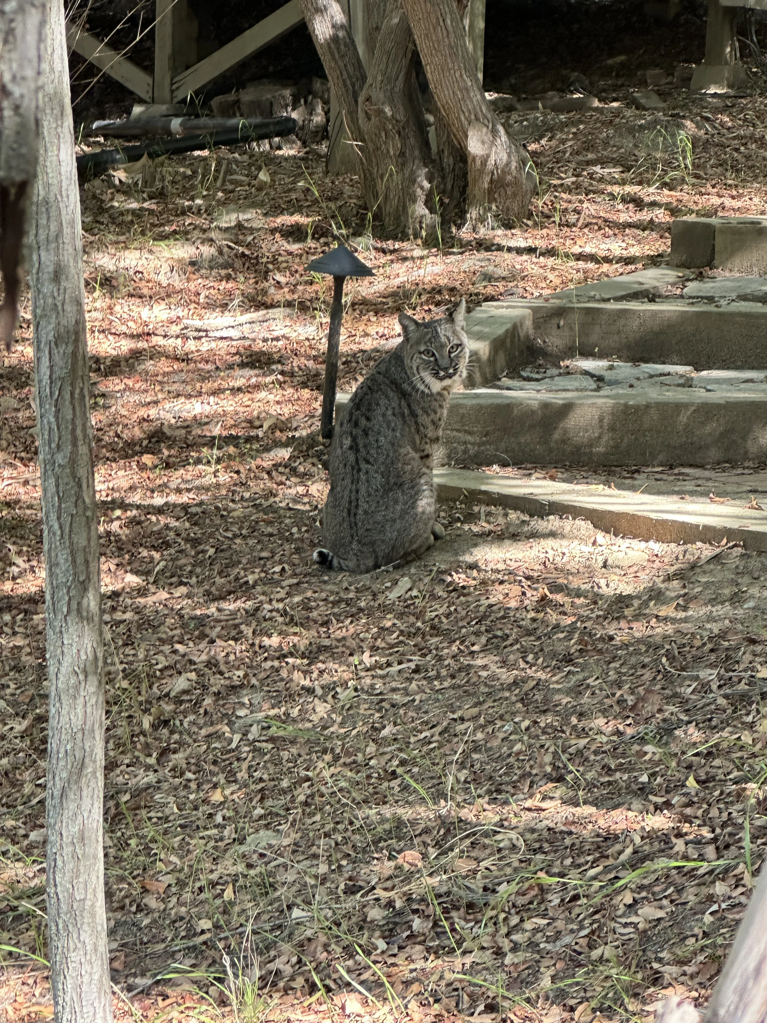 Nature, Unfiltered: The Bobcat’s Ease