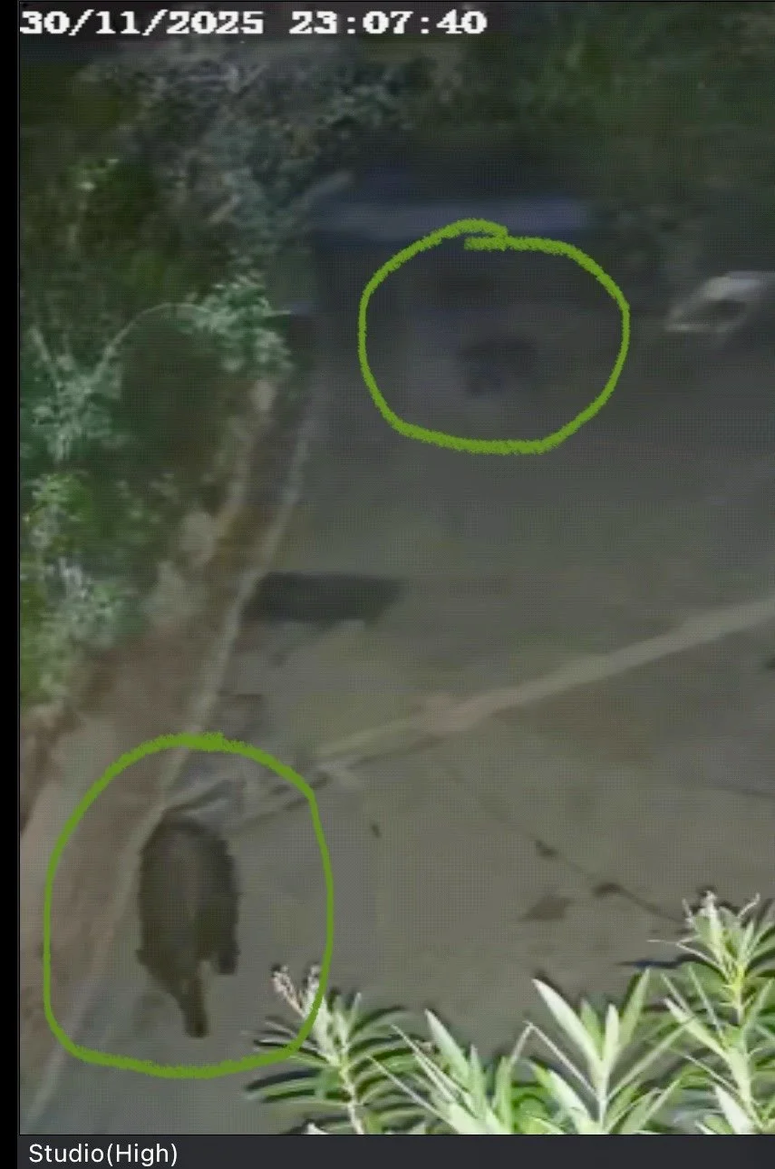 Nature, Unfiltered: The Bear Family’s Return