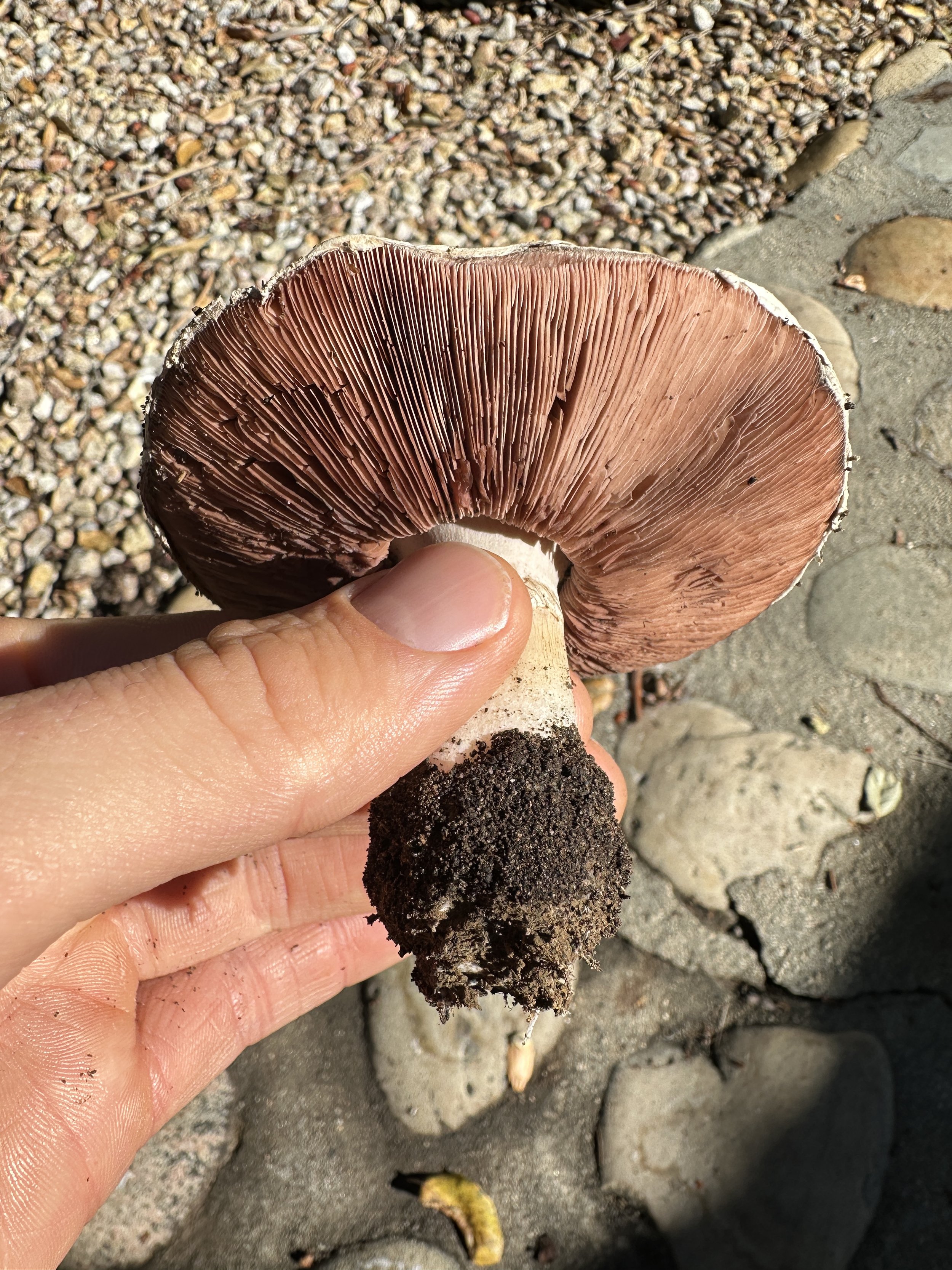 Nature, Unfiltered: After the Rain