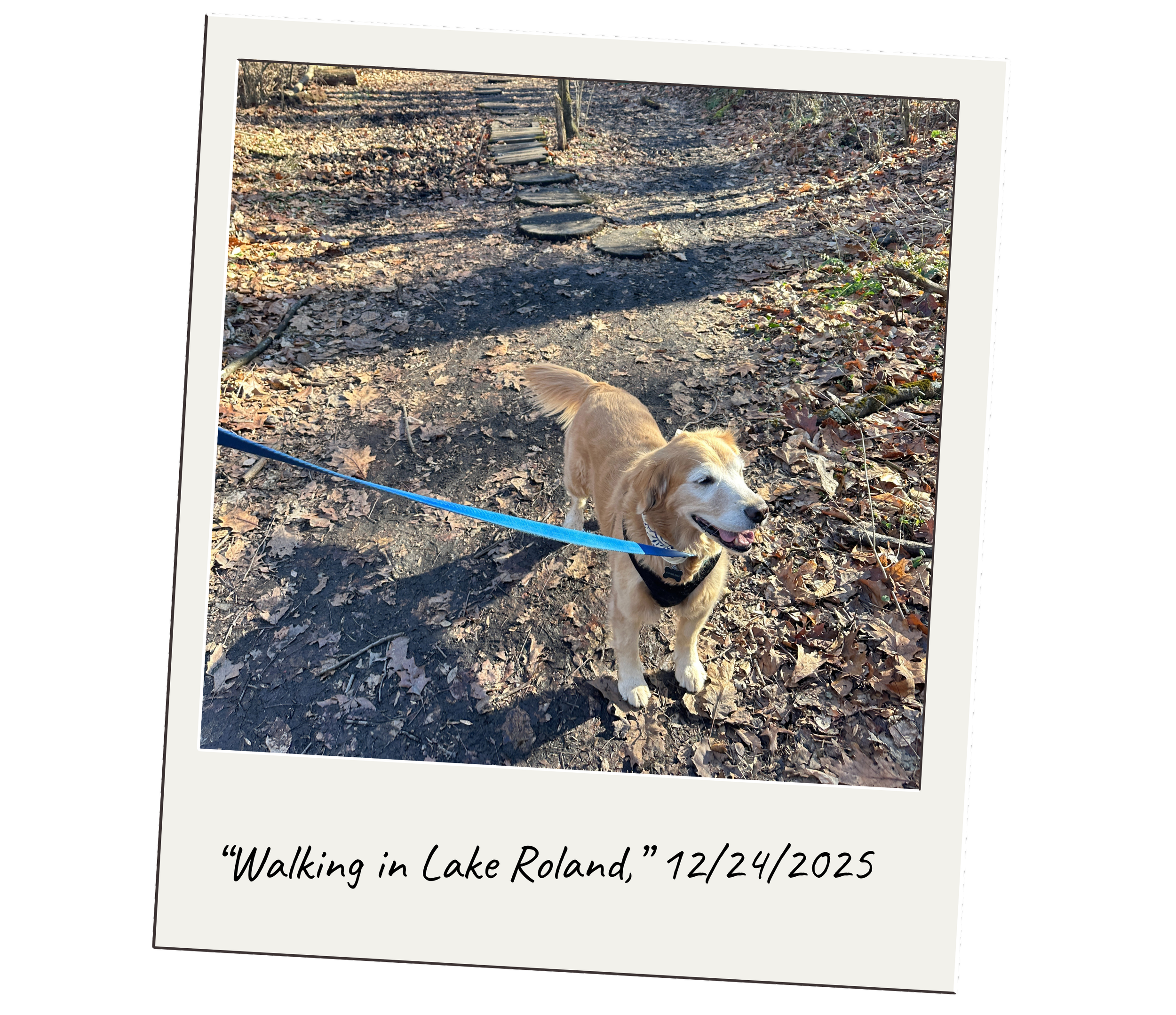 Letting the Dog Set the Pace