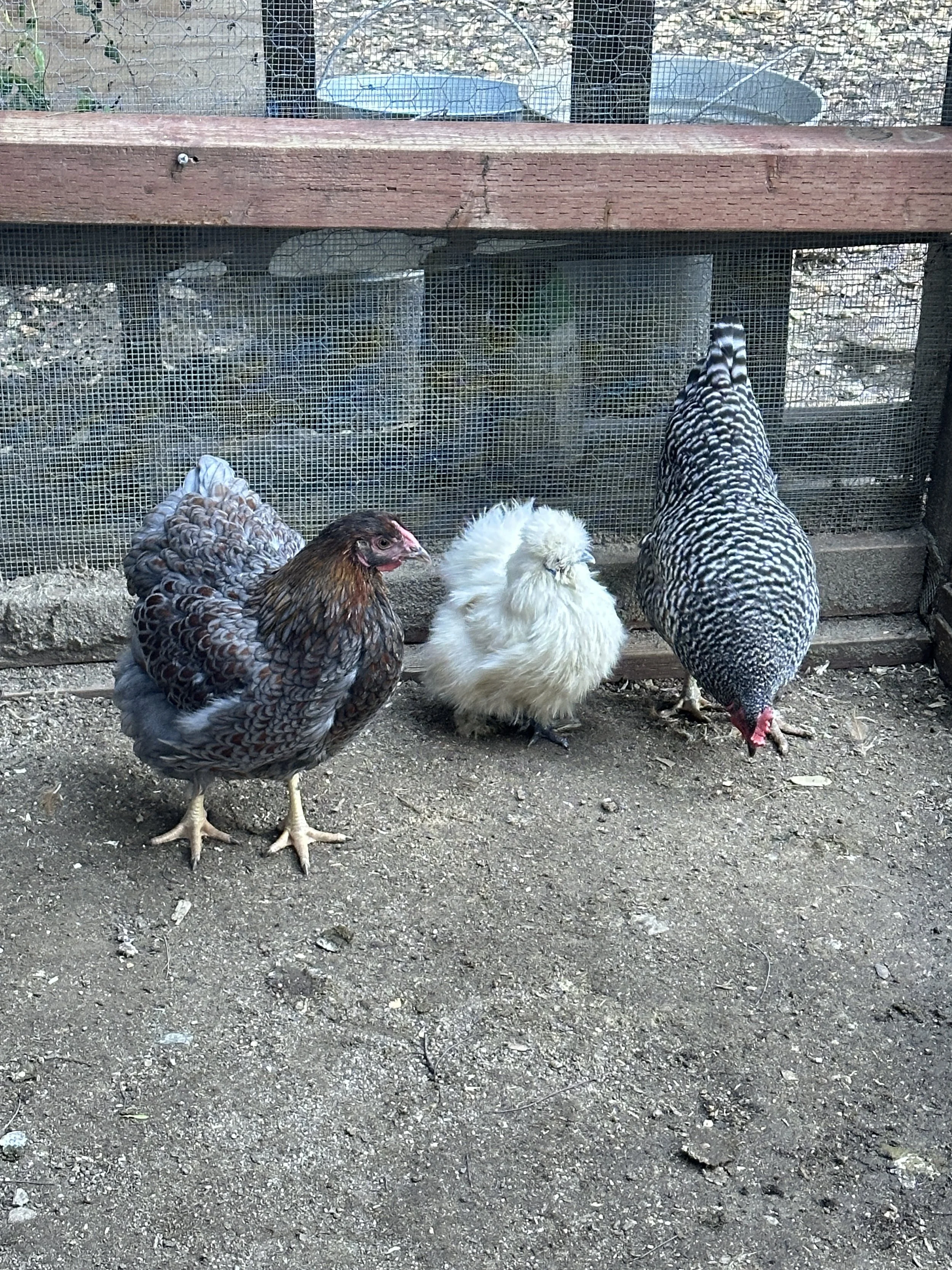 Nature, Unfiltered: The Pecking Order