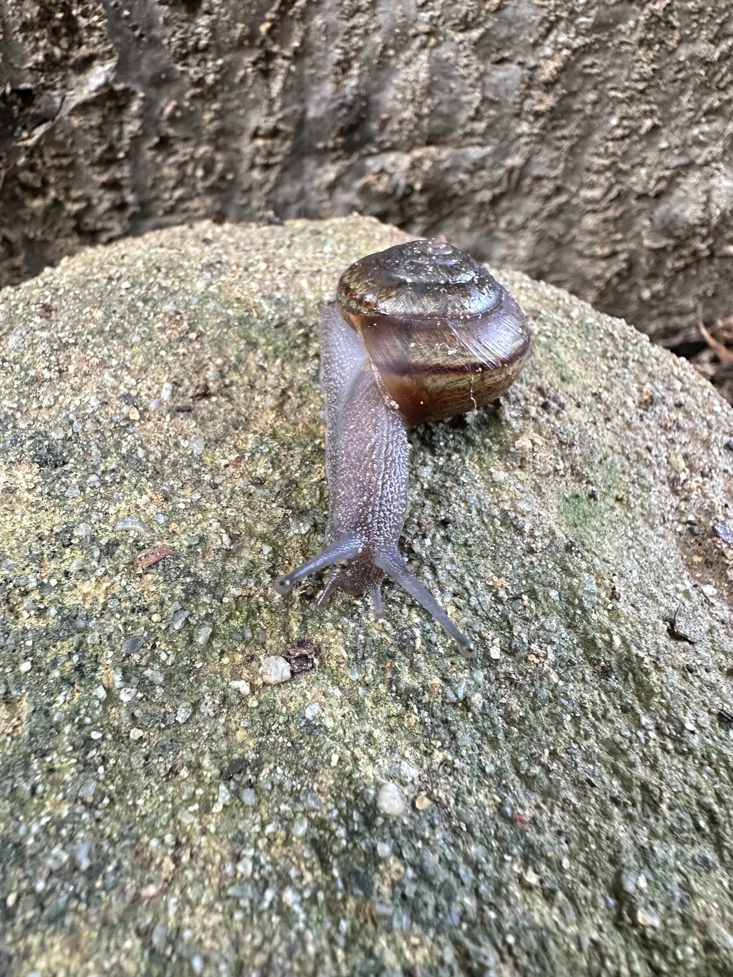 Nature, Unfiltered: The Snail’s Pace