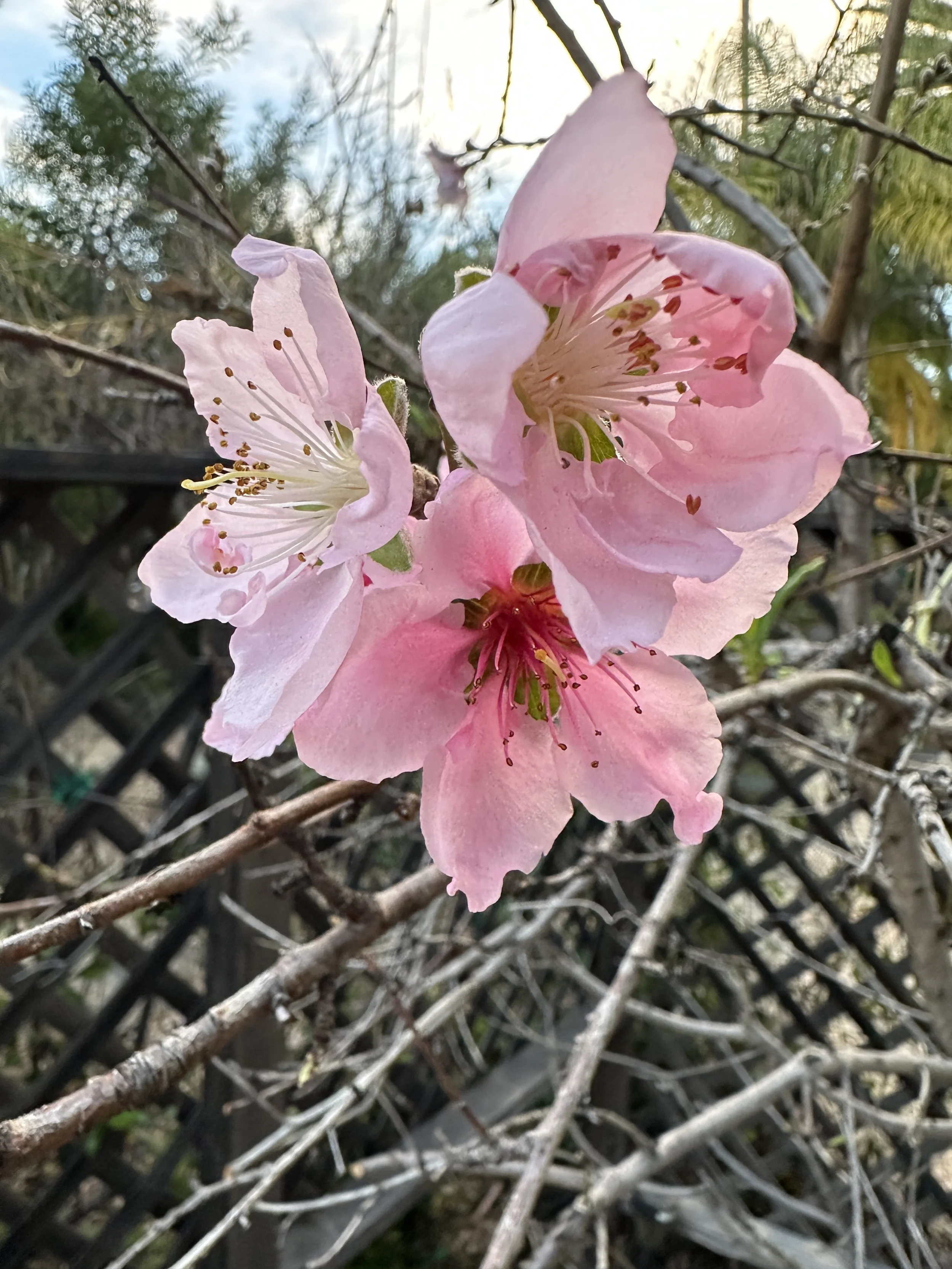 Nature, Unfiltered: The Peach Blossom