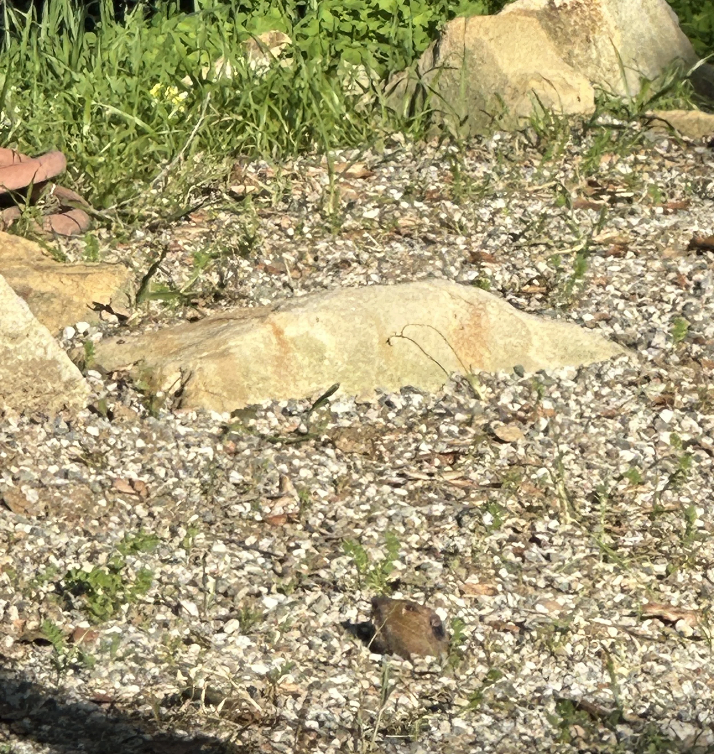 Nature, Unfiltered: The Pocket Gopher