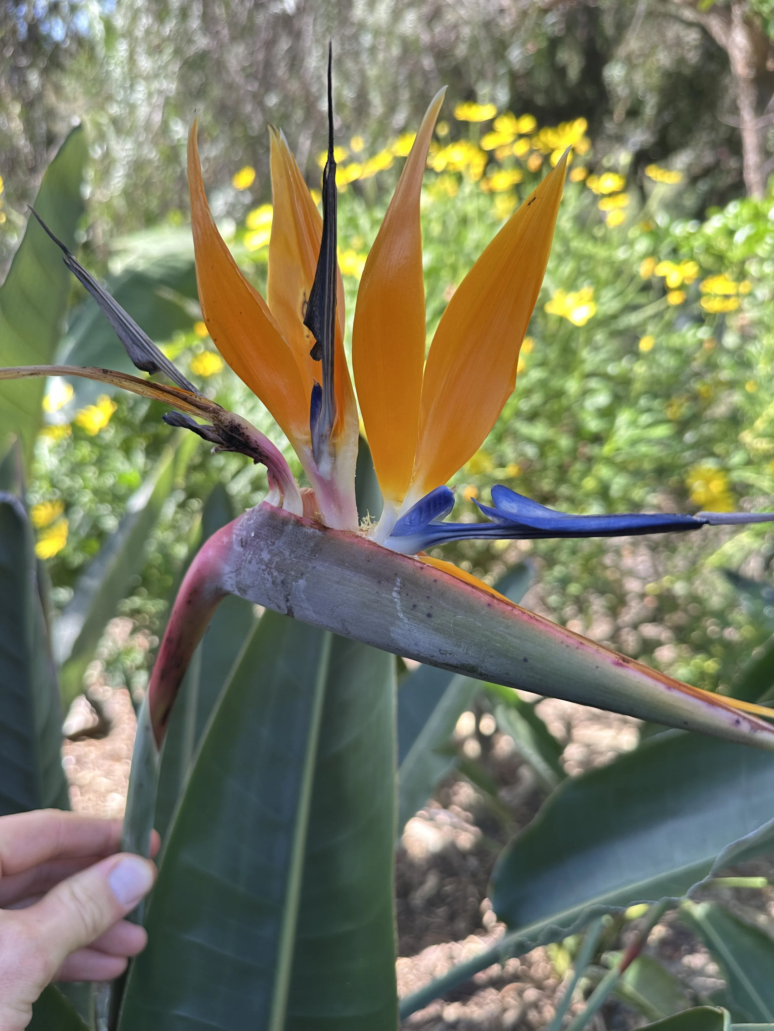 Nature, Unfiltered: The Bird of Paradise