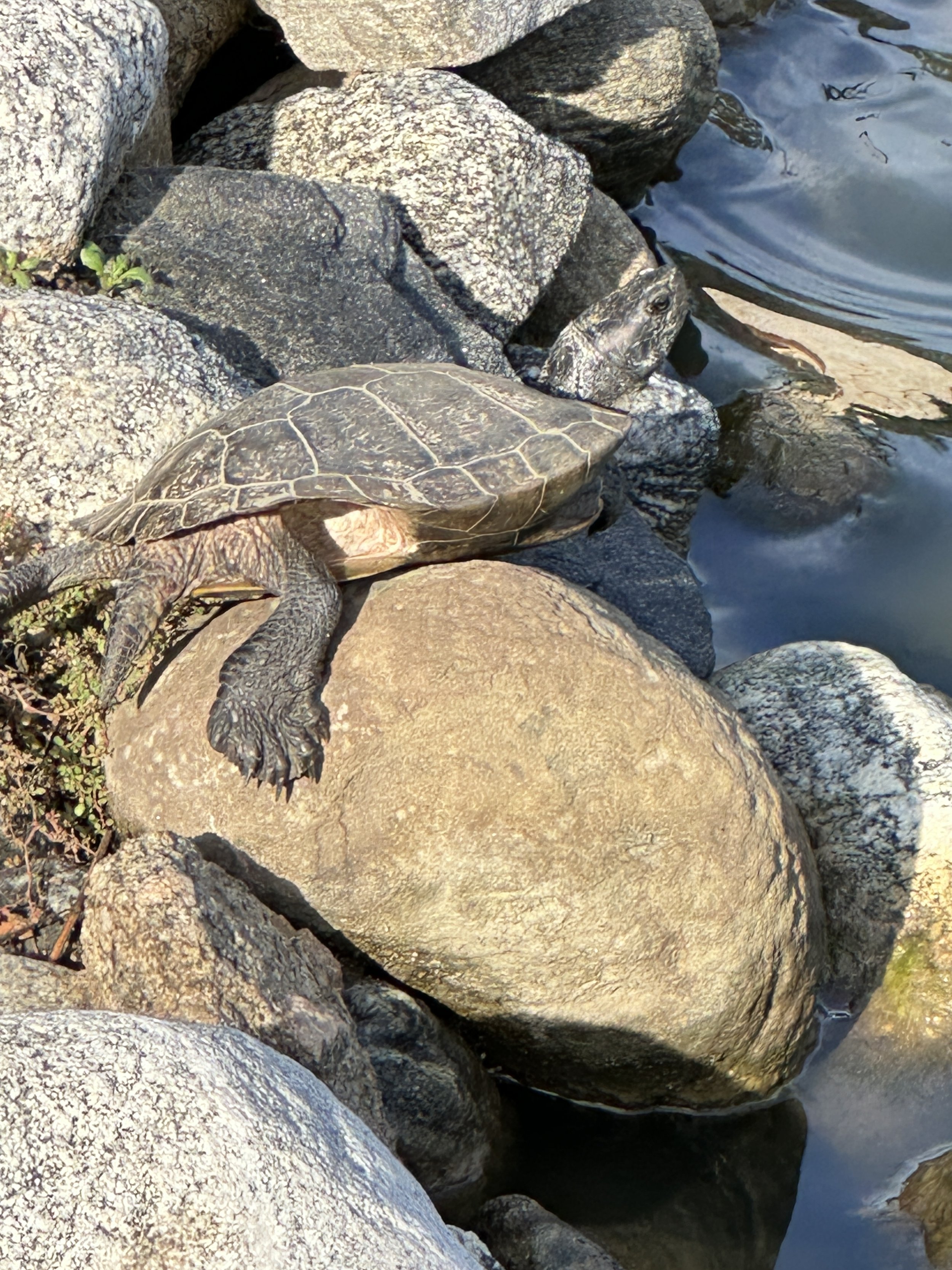 Nature, Unfiltered: The Turtle at Rest