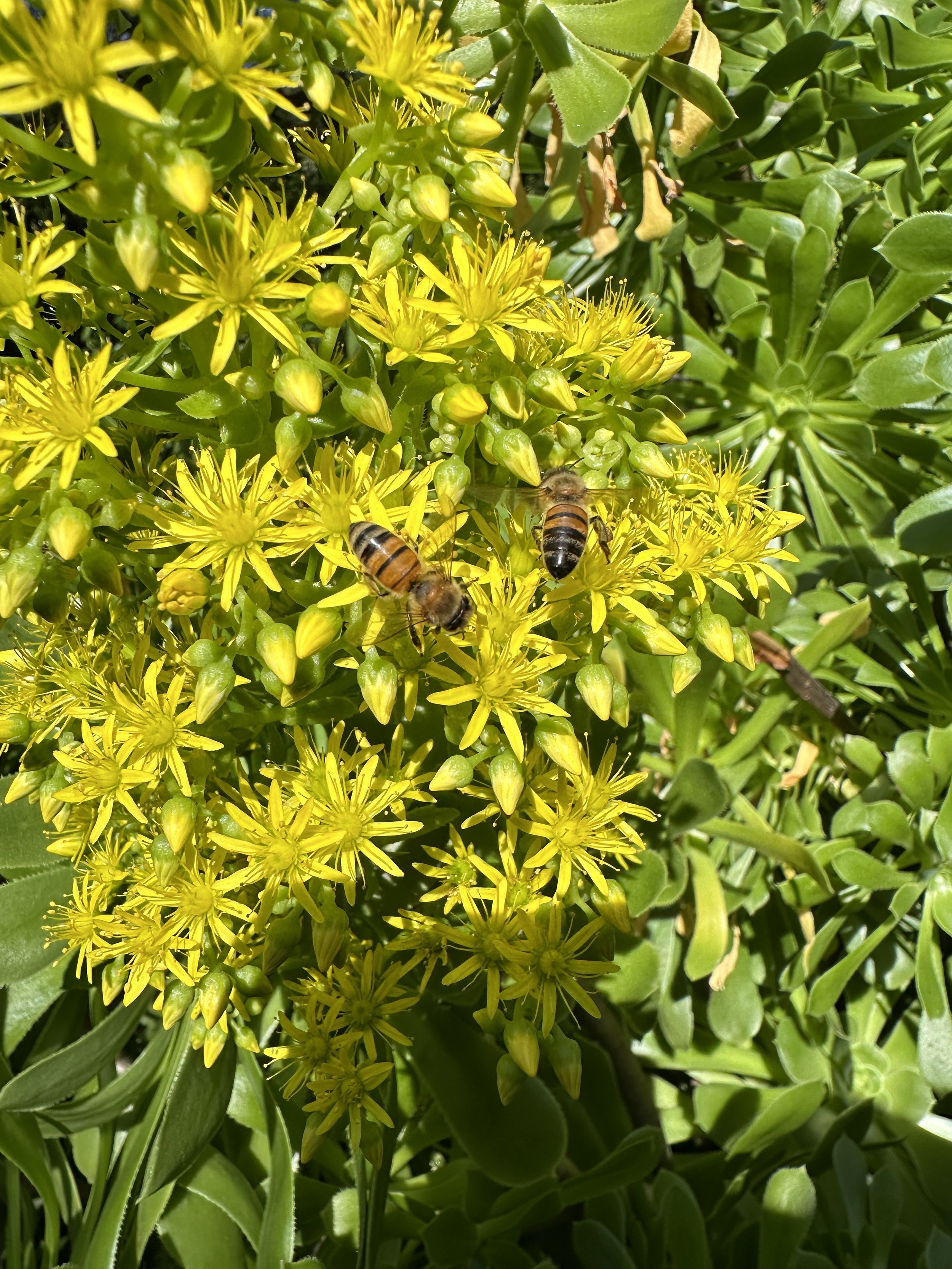 Nature, Unfiltered: The Bees at Work