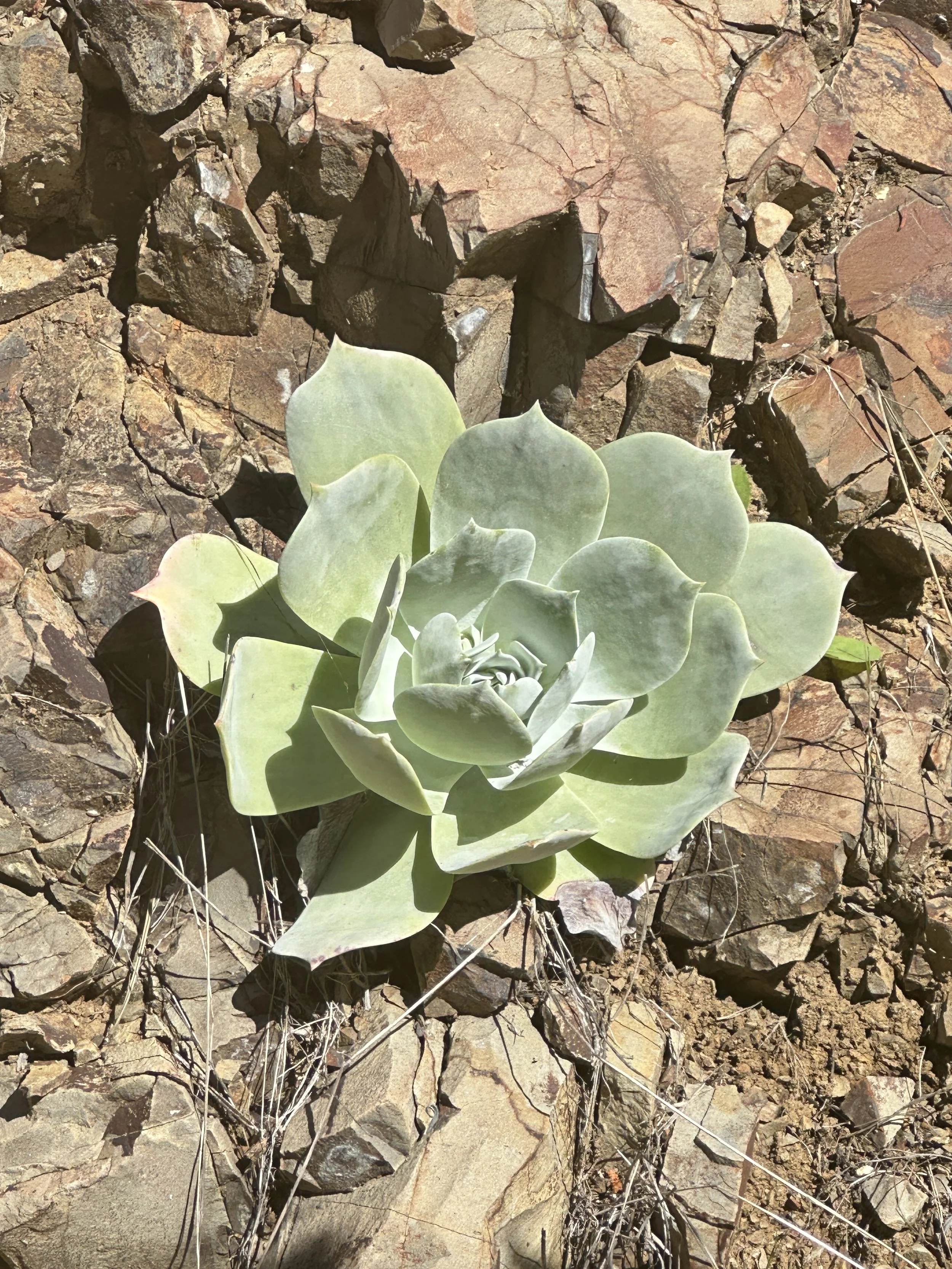 Nature, Unfiltered: The Cliff Succulent