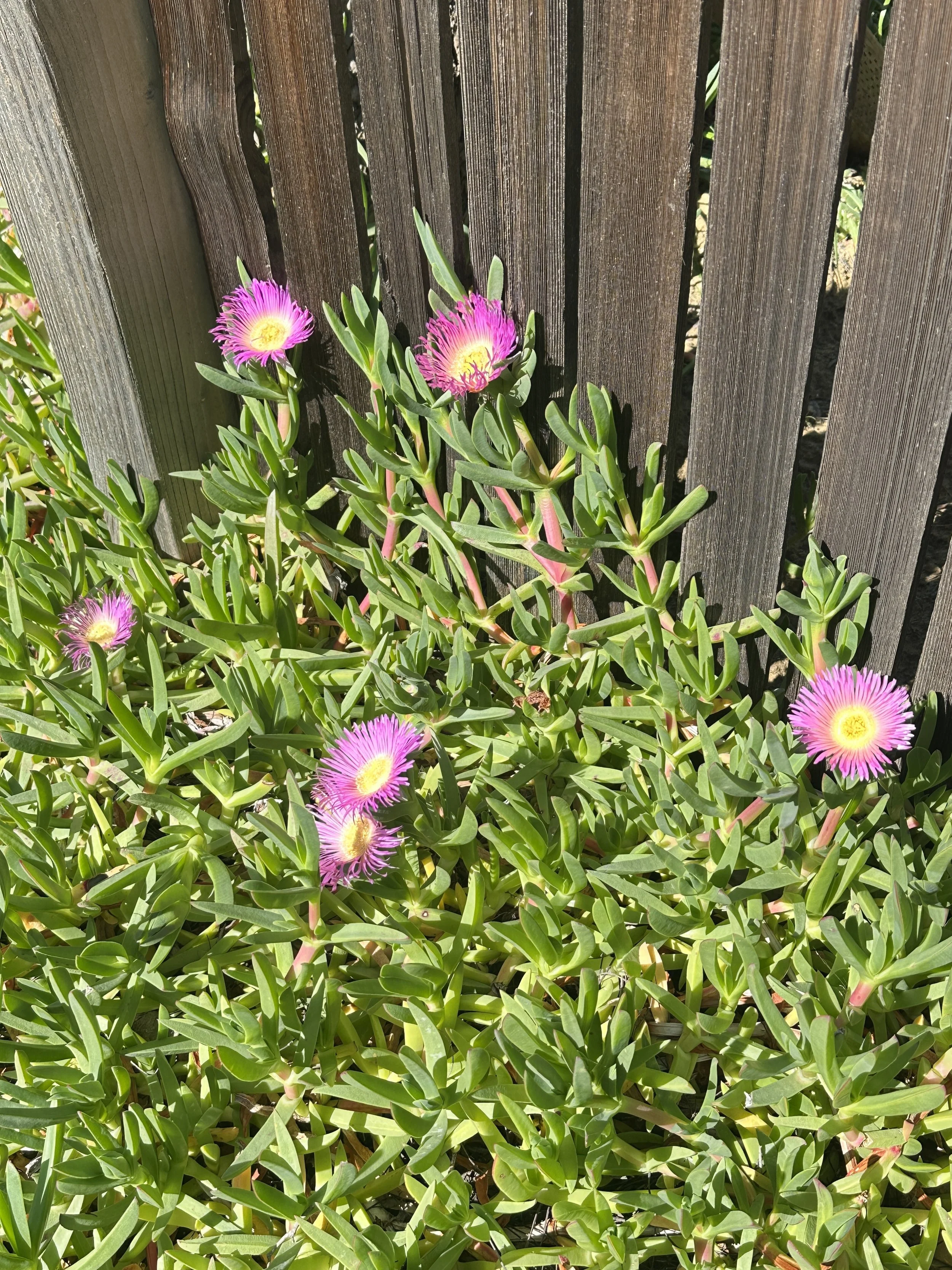 Nature, Unfiltered: The Ice Plant at the Edge