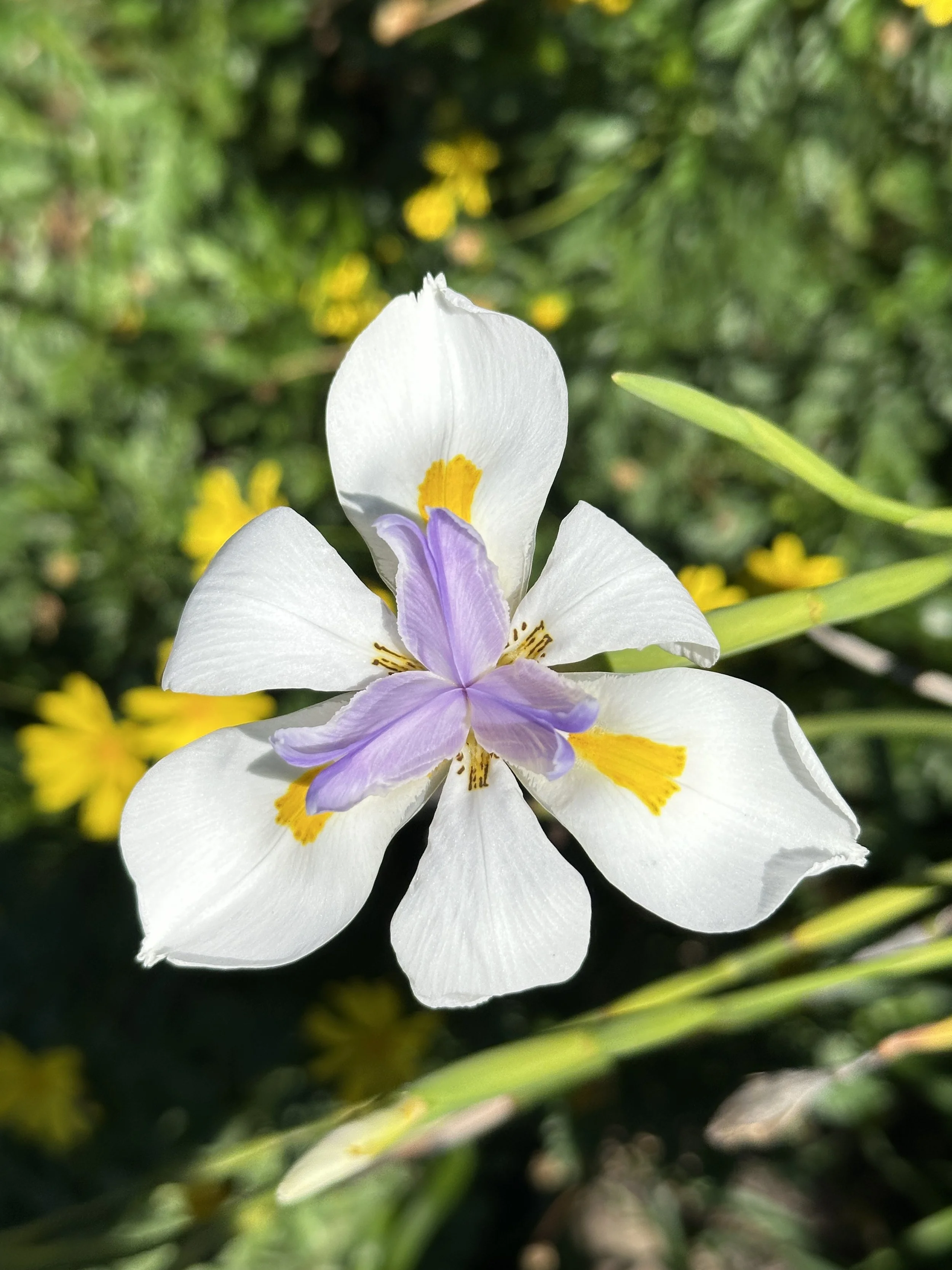 Nature, Unfiltered: African Iris Bloom