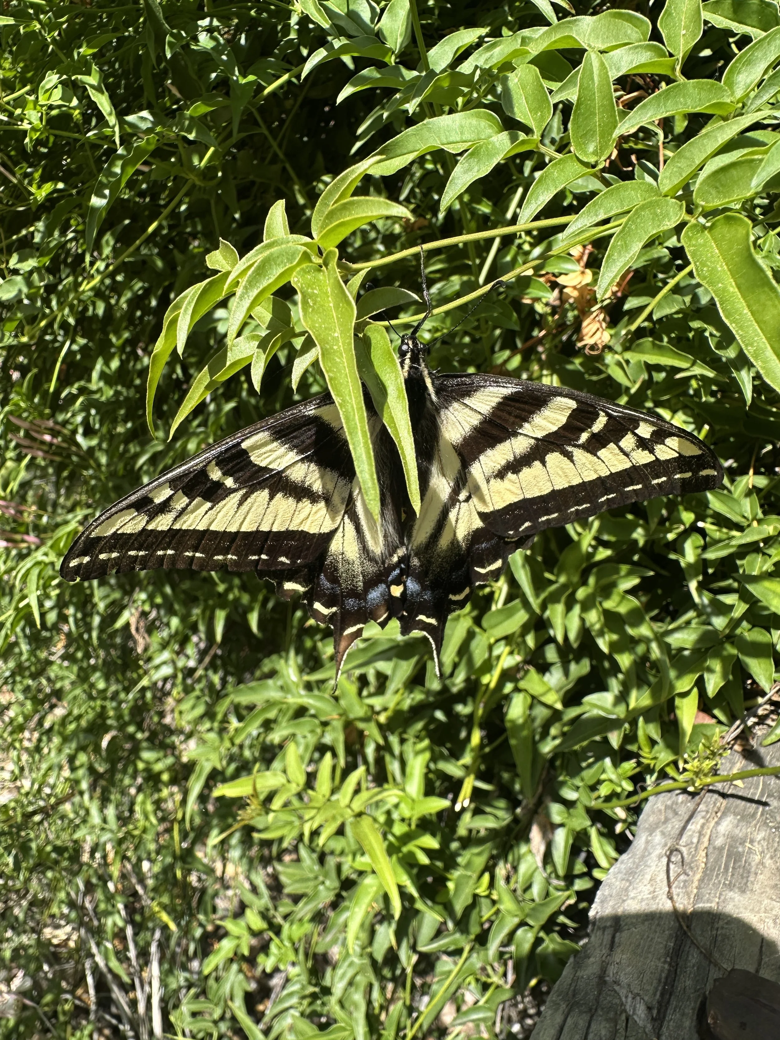 Nature, Unfiltered: The Butterfly at the Road’s Edge