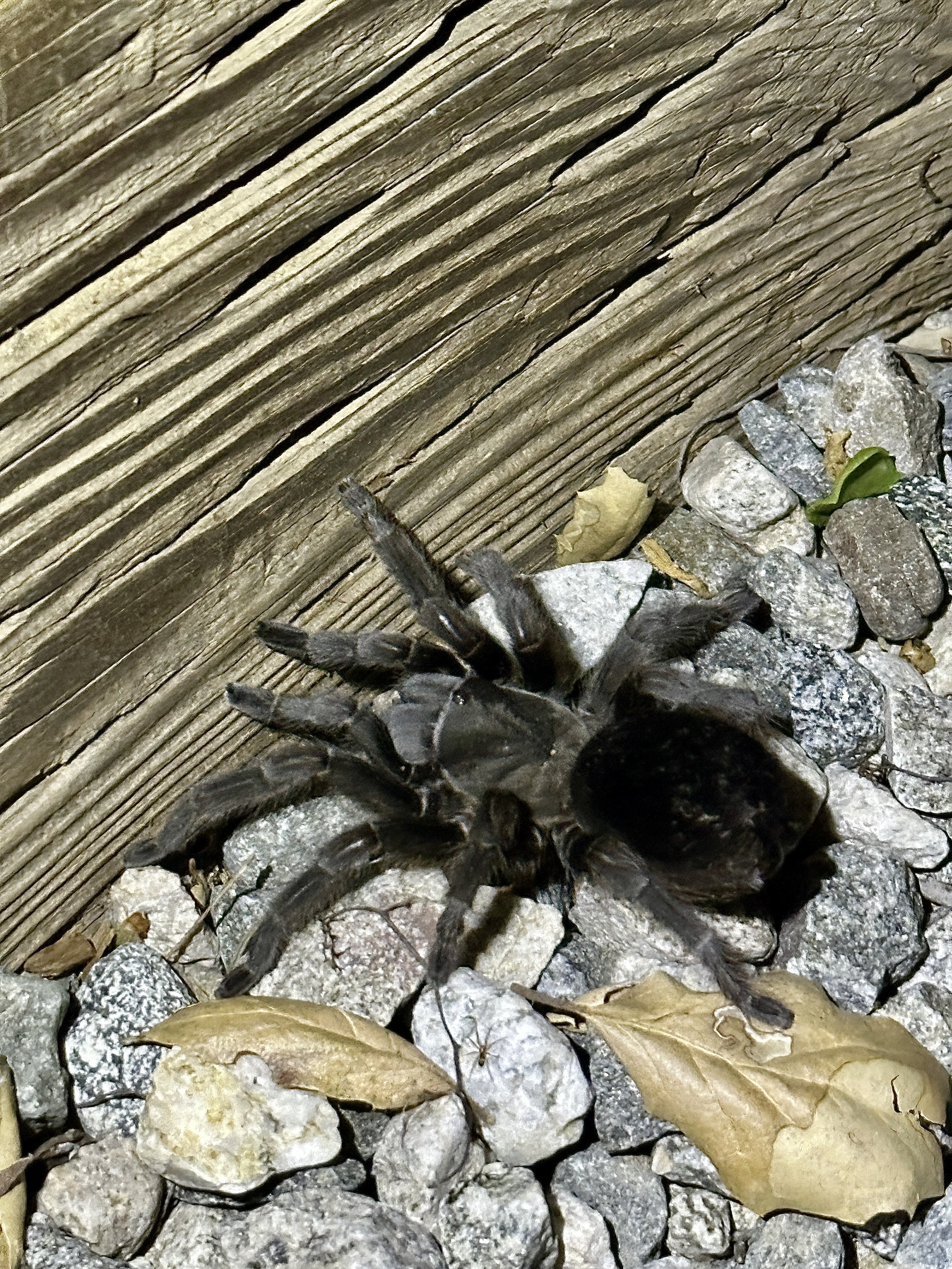 Nature, Unfiltered: The Tarantula in the Dark