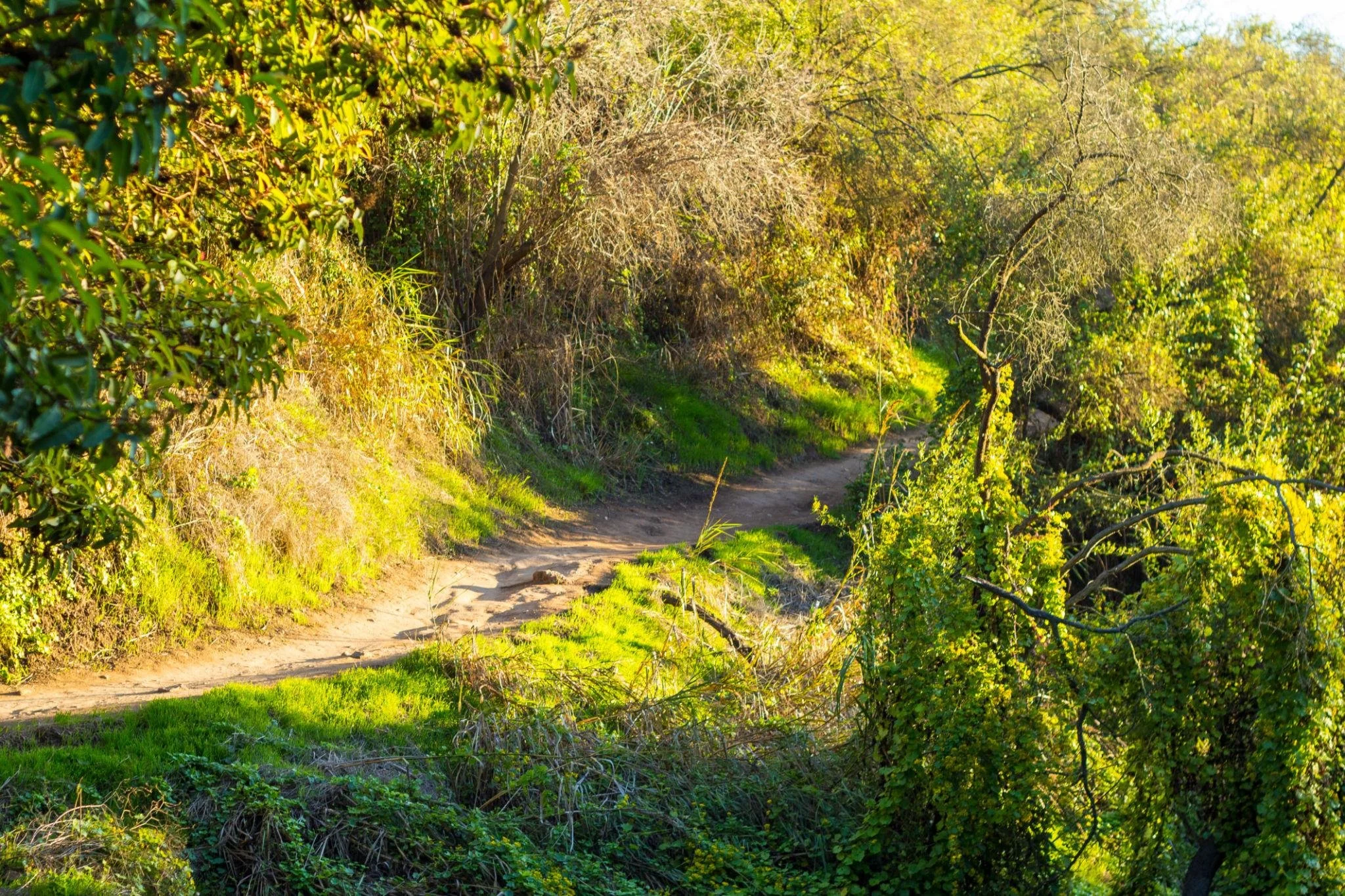 Best Places to Meditate in Topanga Canyon (2026 Guide)