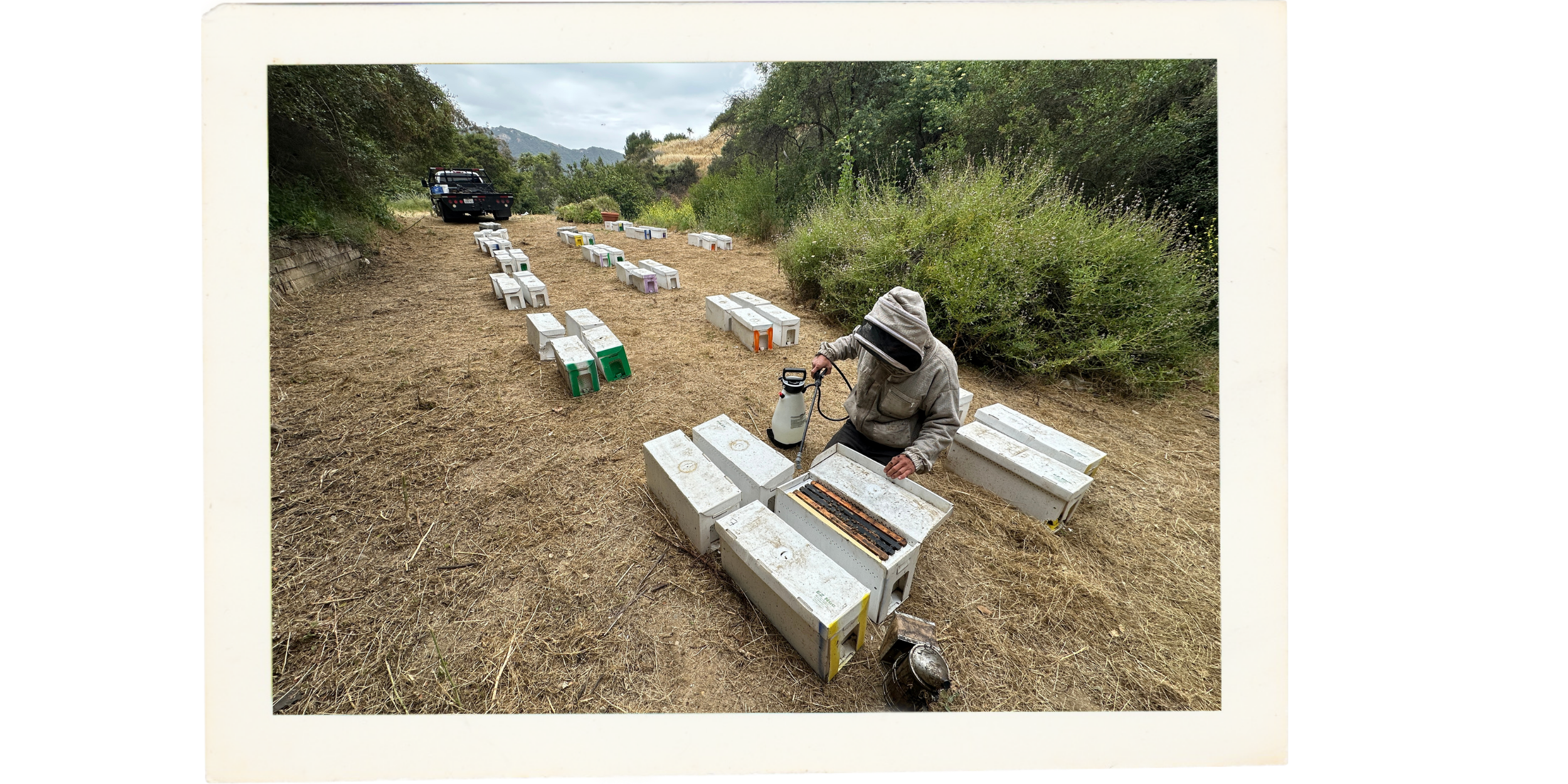 Listening to the bees