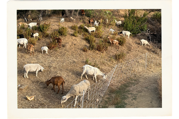 The goats on the hillside