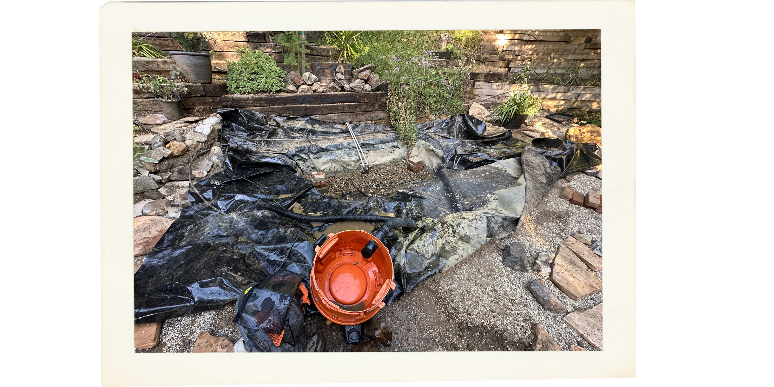 Starting Over: Rebuilding the Pond