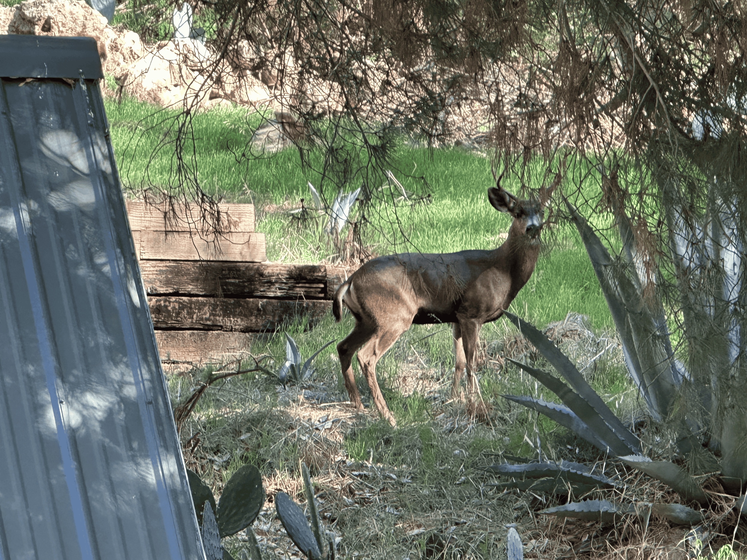 When the Deer Looked Back