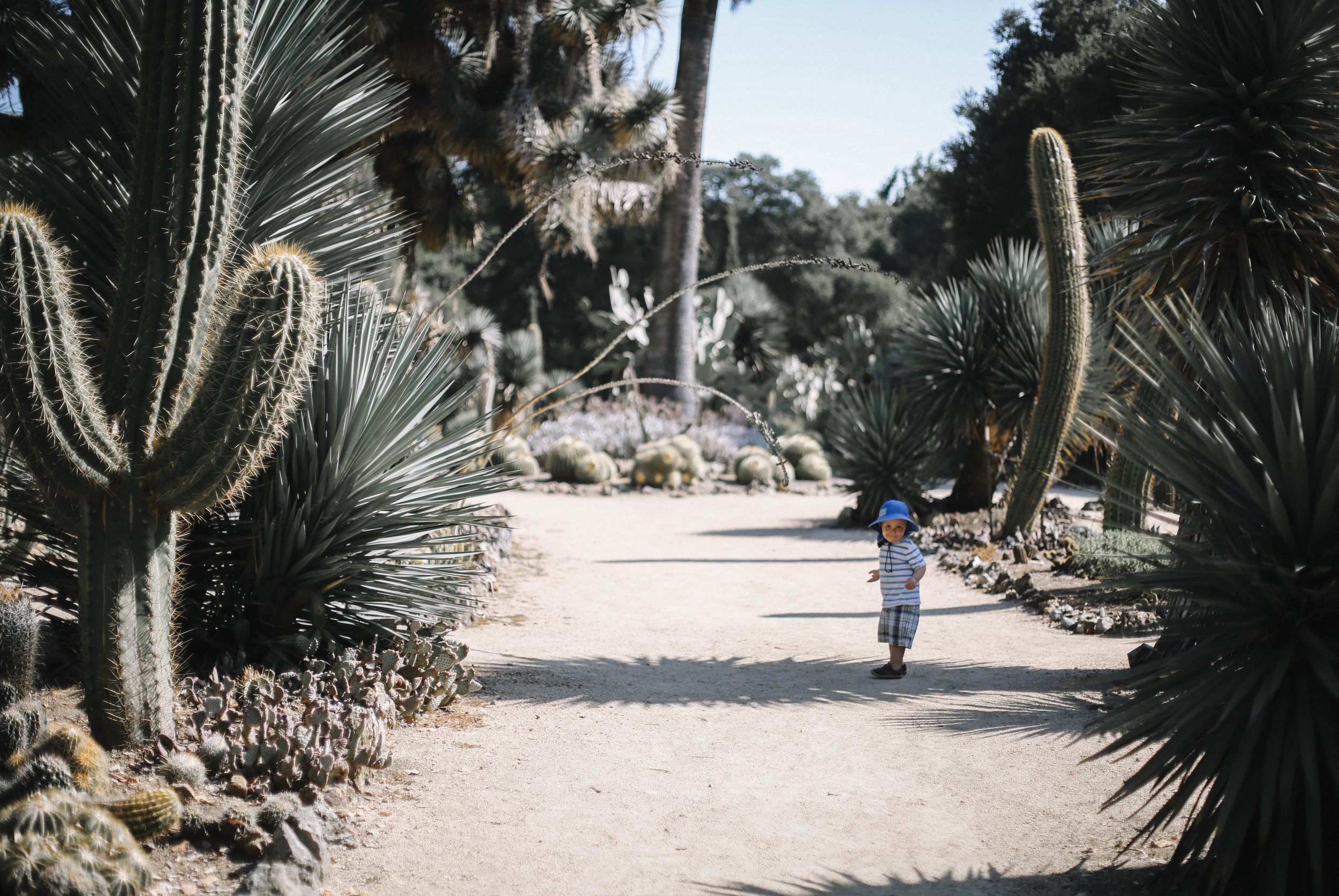 Cactus Garden In Stanford Ca Springingreen