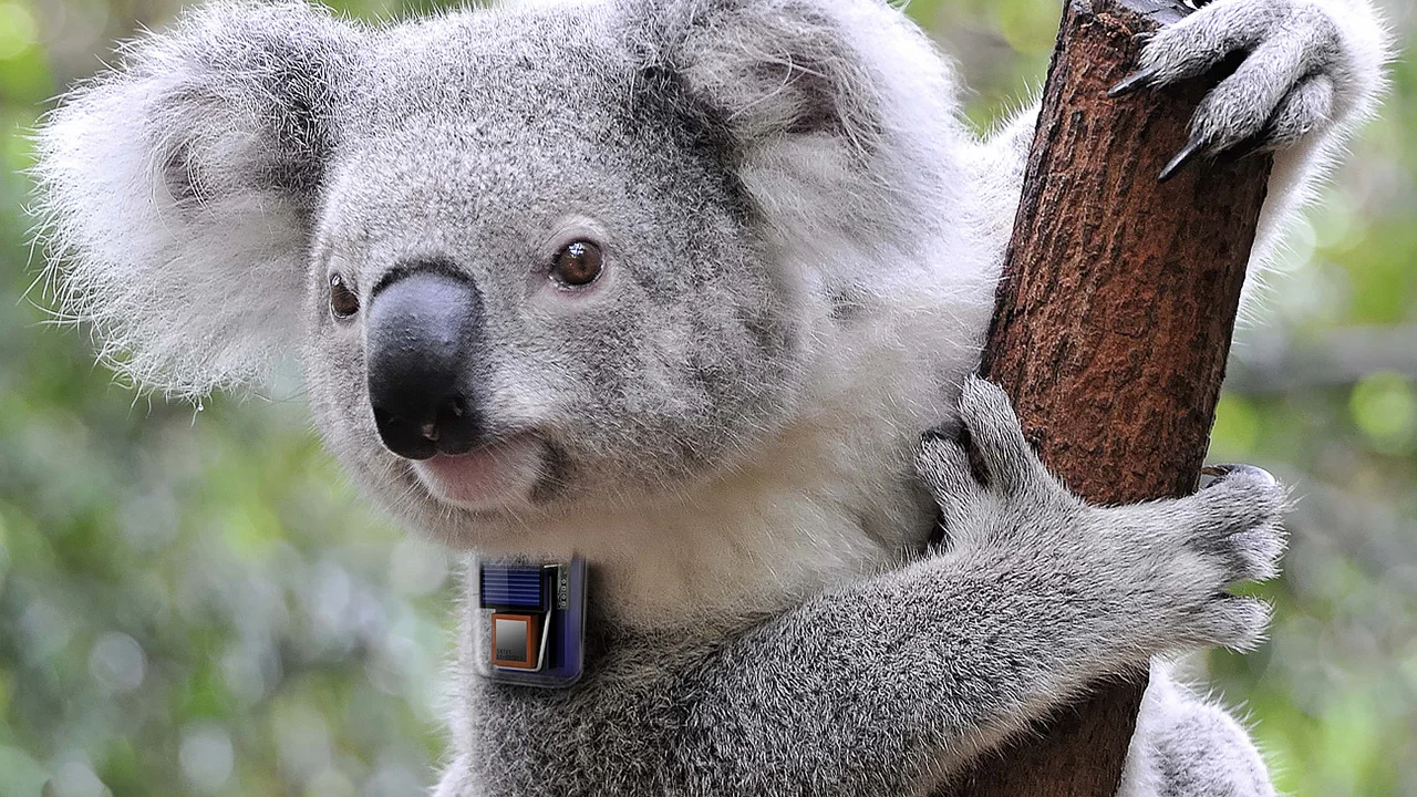 Endeavour Veterinary Ecology — Koala Tracking Device (2014)