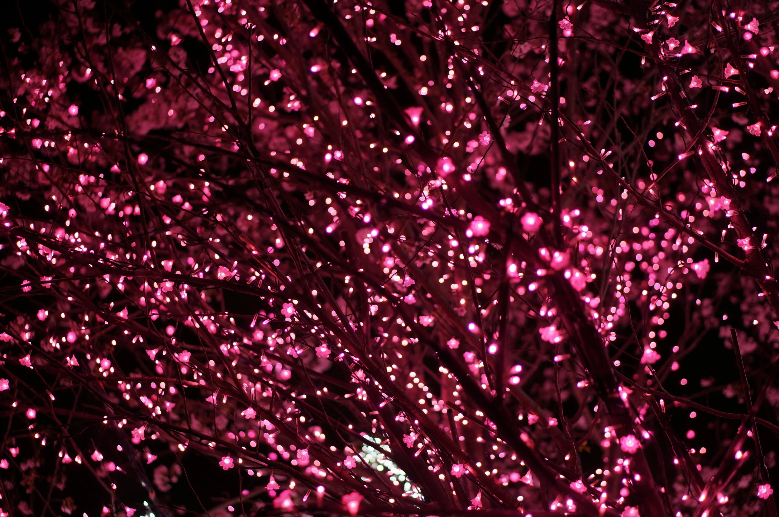 “Twinkle lights are the perfect metaphor for joy. Joy is not a constant. It comes in moments - often ordinary moments. Sometimes we miss out on the bursts of joy because we’re too busy chasing down extraordinary moments. Other times we’re so afraid of the dark that we don’t dare let ourselves enjoy the light. I believe a joyful life is made up of joyful moments gracefully strung together by trust, gratitude, inspiration, and faith.” - Brene Brown