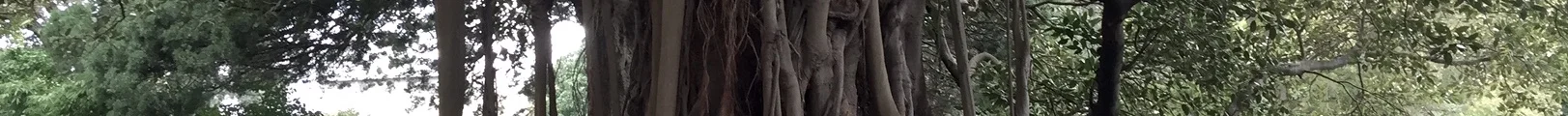 enlightenmenttree.jpg