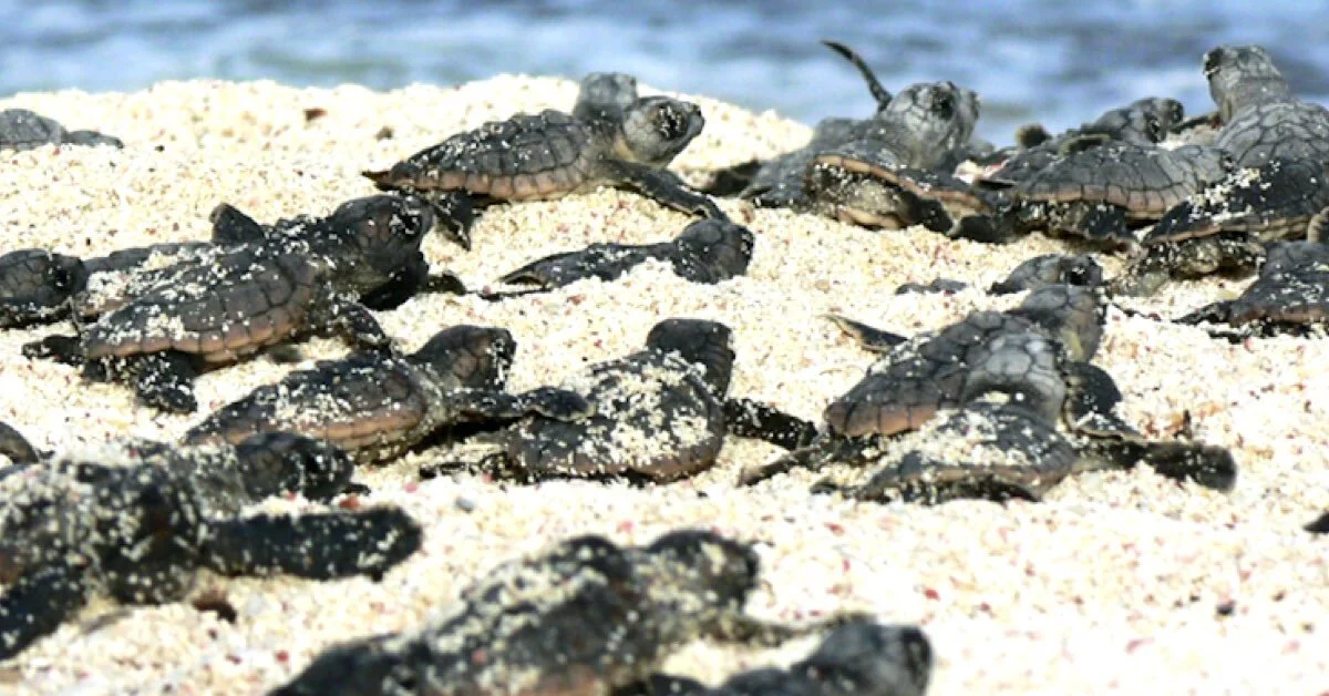 Nuestras invitadas VIP