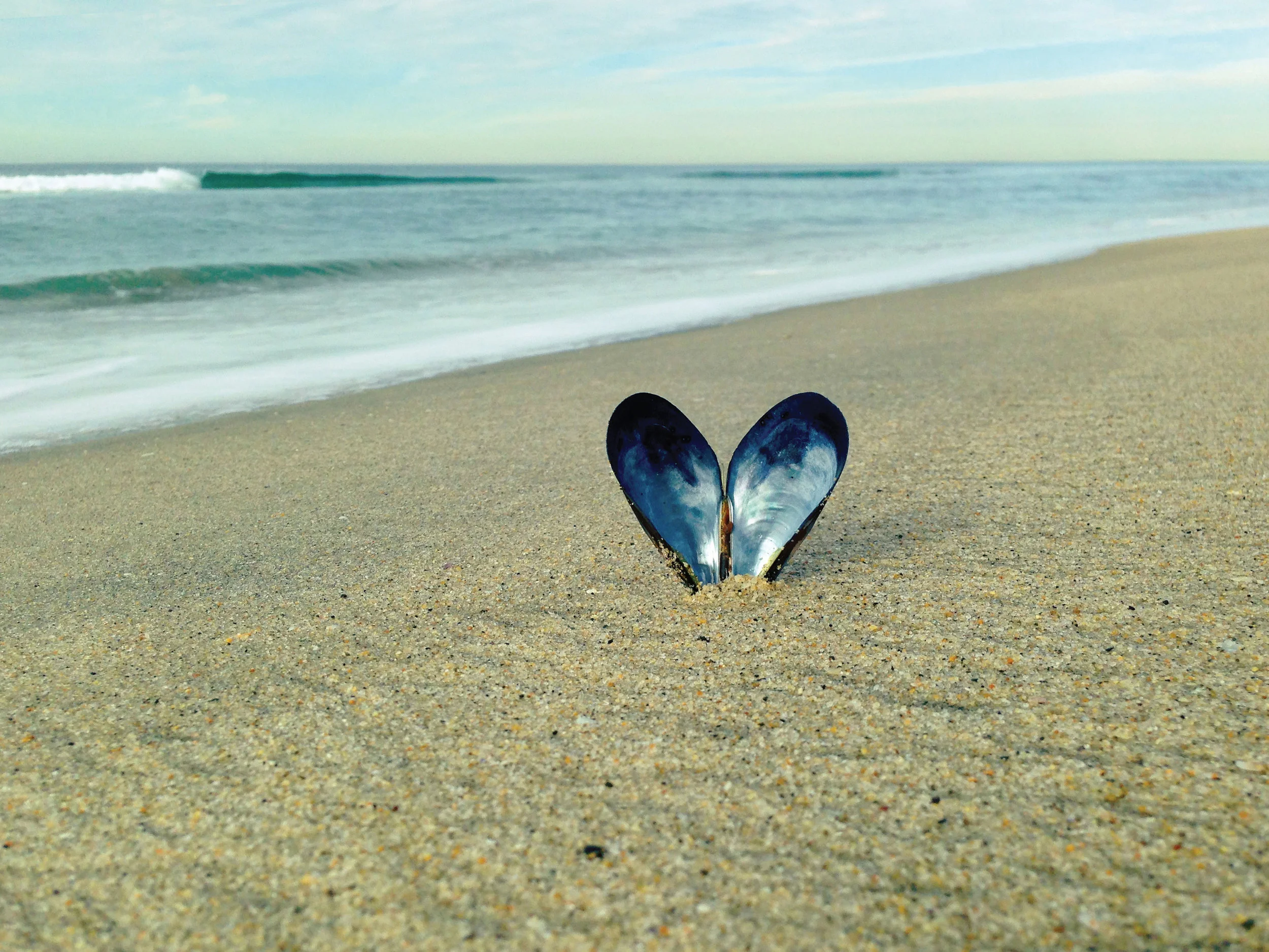 mussel_beach.jpg