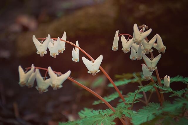 When spring starts I head to the woods everyday looking for the first sign of these heart flowers. They start off very subtle rising out of the leaf cover just a few scattered here and there- tiny flashes of white. I can&rsquo;t express my delight in