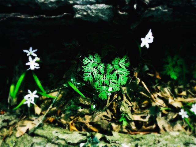 It&rsquo;s May 14, and you are loved. #grateful #youareloved #walkinthe woods #springflowers #spring