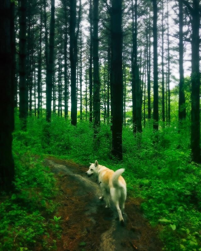 It&rsquo;s May 18, and you are loved. #youareloved #grateful #walkinthewoods #spring #happydog