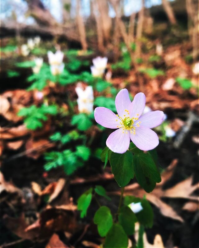 It&rsquo;s May 22, and you are loved. #youareloved #grateful #walkinthewoods #spring #springfliwers