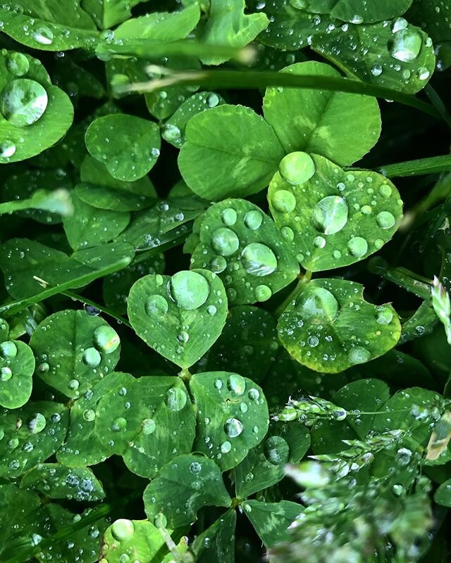 Rain drops falling on my head... it&rsquo;s May 28, and you are loved. #grateful #youareloved #spring #springrain #awalkintherain