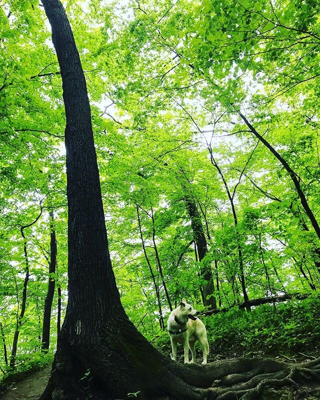 It&rsquo;s June 26, and you are loved. #grateful #youareloved #walkinthewoods