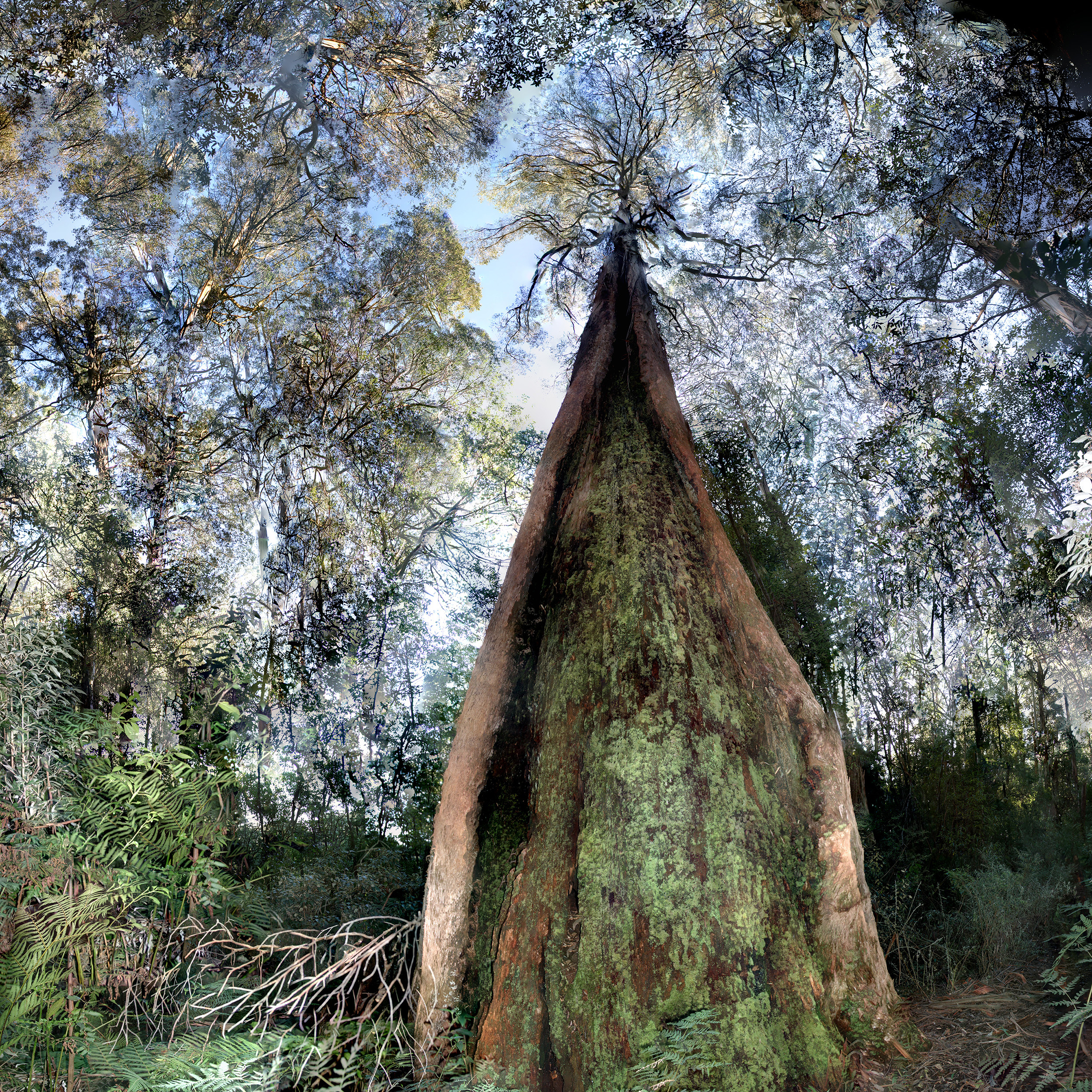 Canoe Tree - WU30