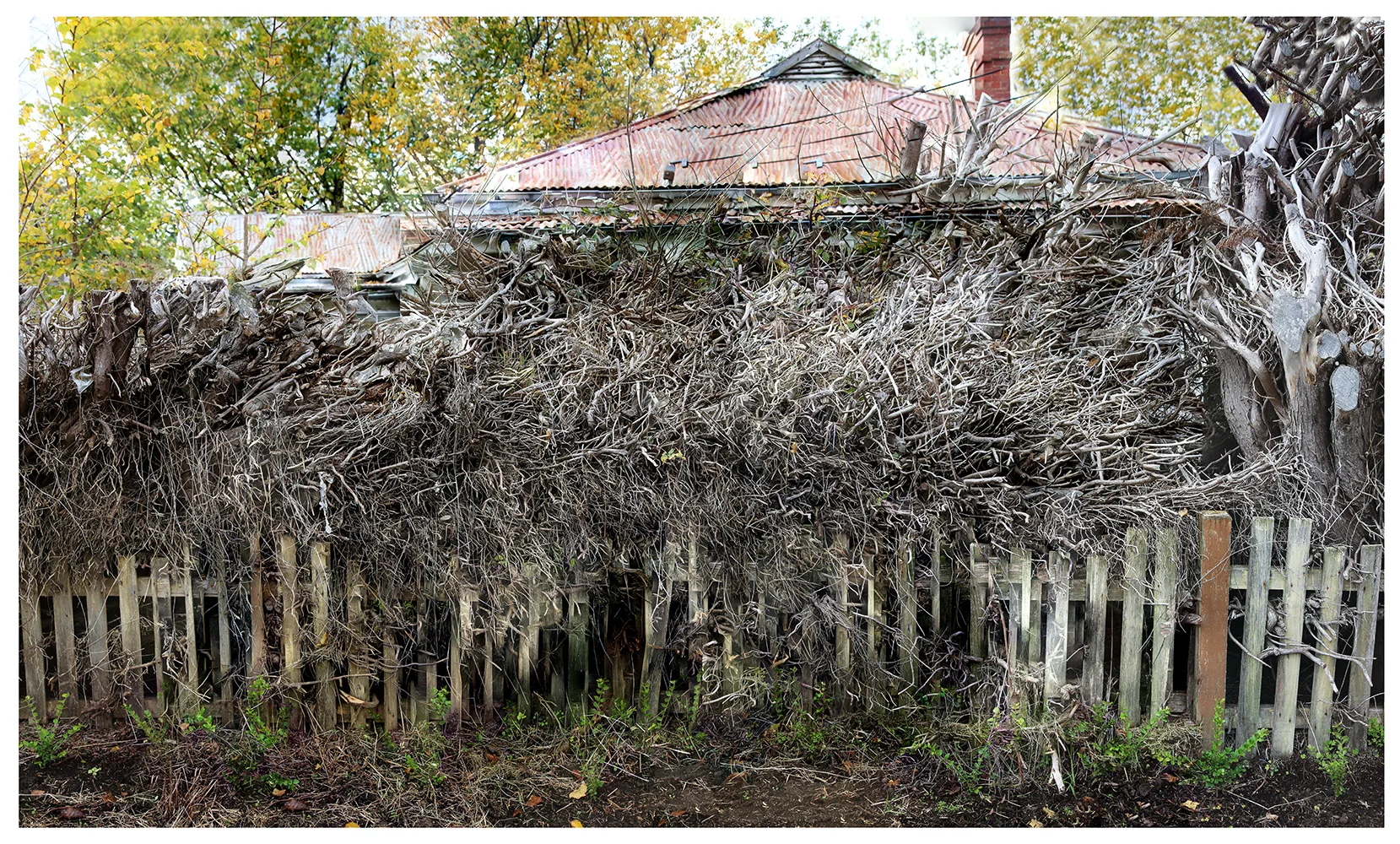 Rooted Fence.jpg