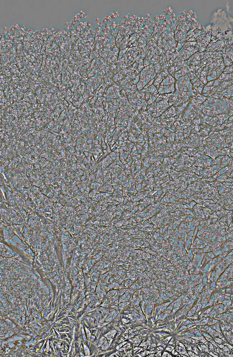 Jacaranda - Grey