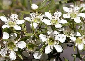 manukaflower.jpg