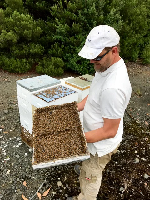 beekeeping tasmania west coast