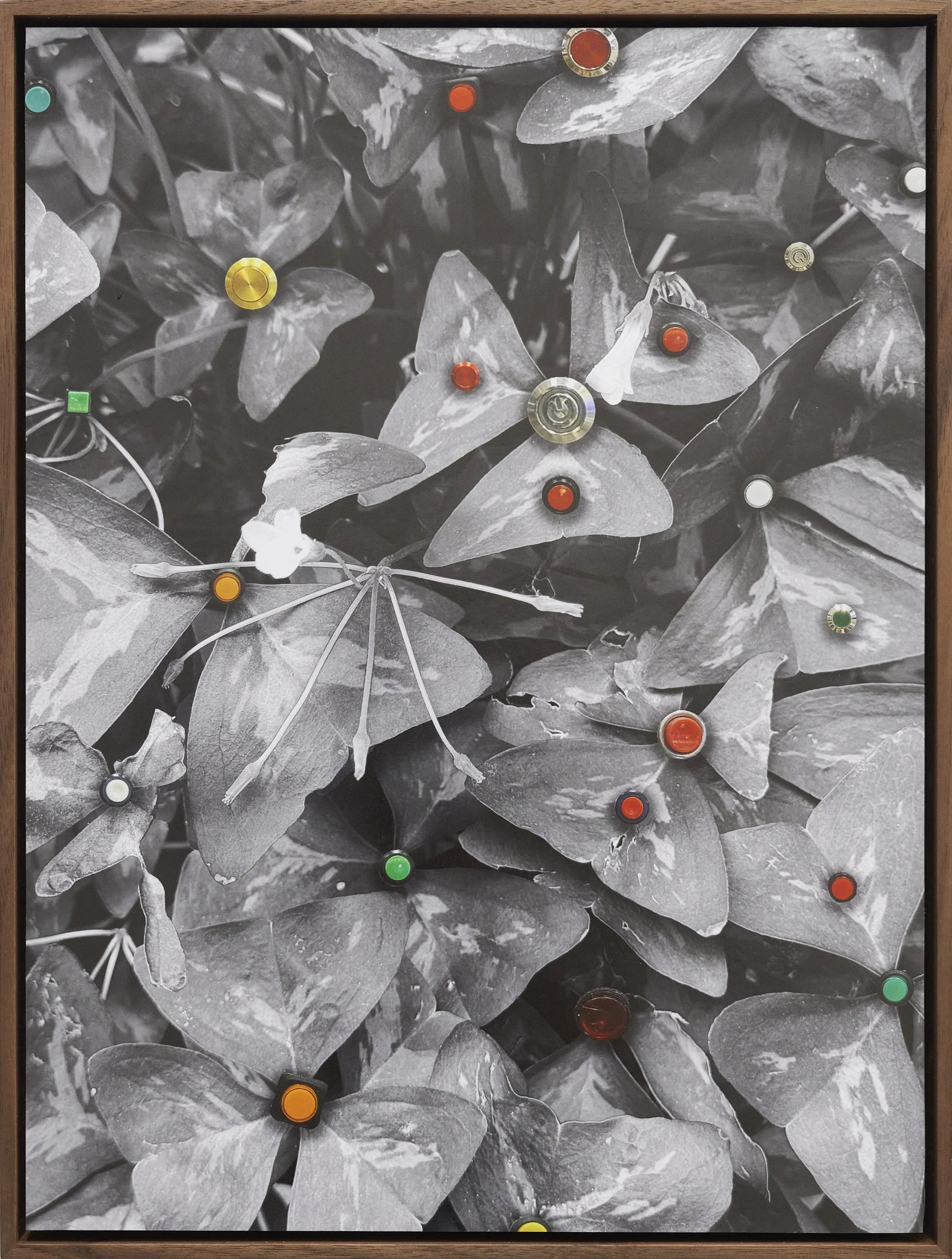 Plant Buttons (2026)