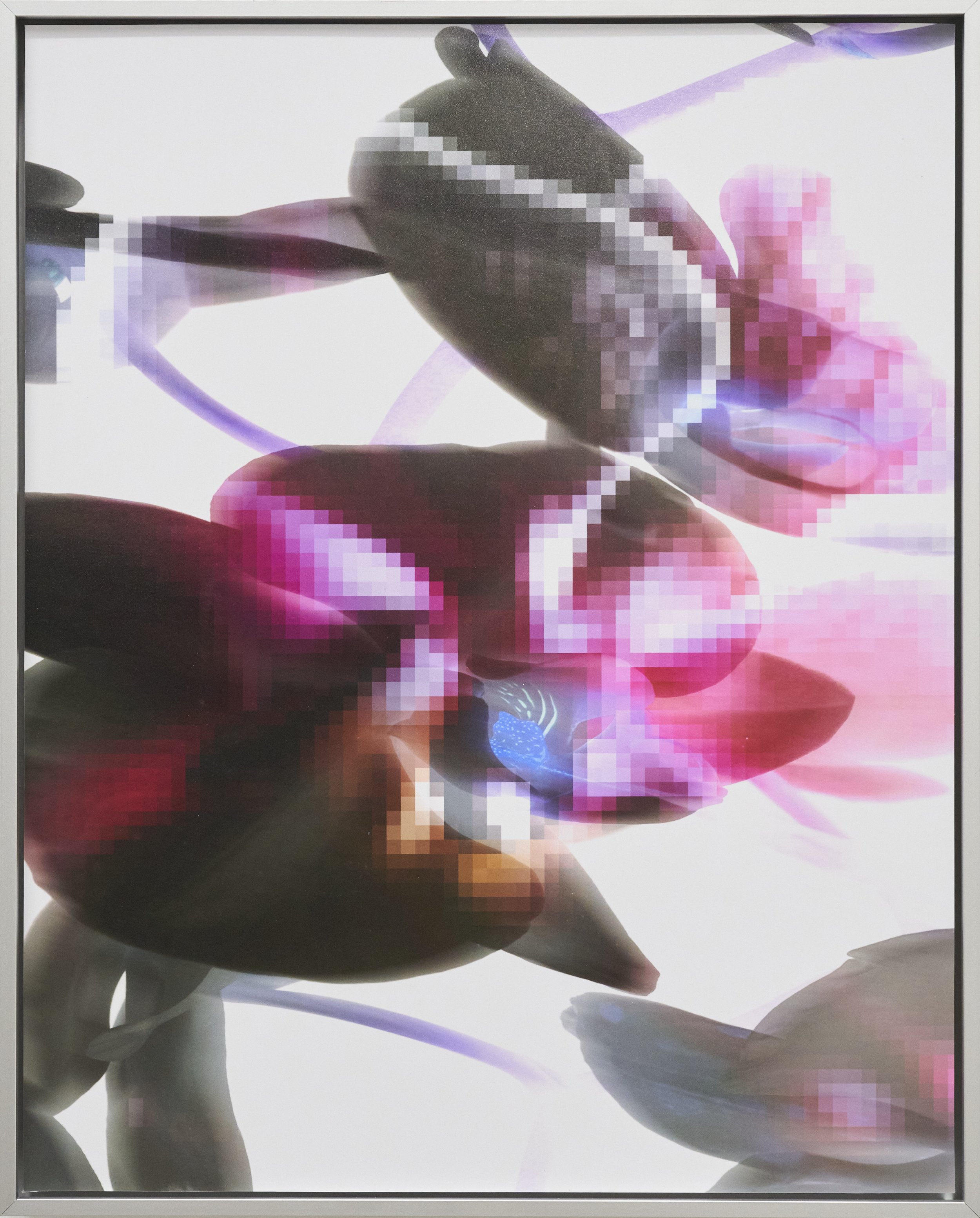 Orchid Layers, VI (2026)