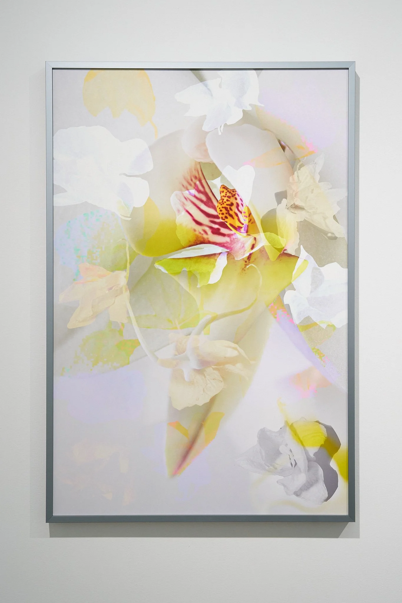 Orchid Layers, I (2025)