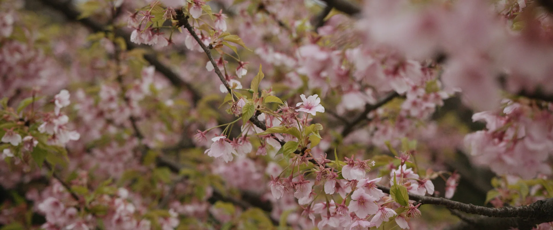 Artist Profile ~ Jesus_3.jpg