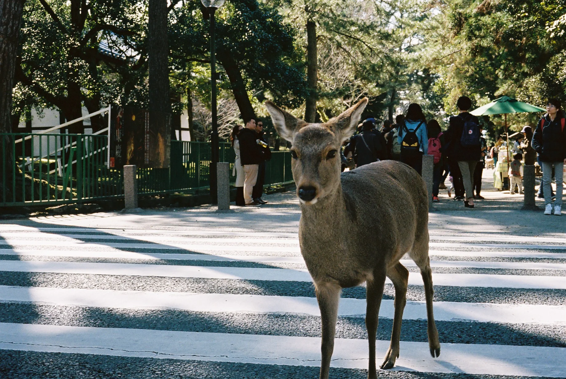 Nara Park, Japan