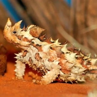 Arnkerrthe_-_Mountain_Devil_Lizard_-_mating_4_900x.jpg