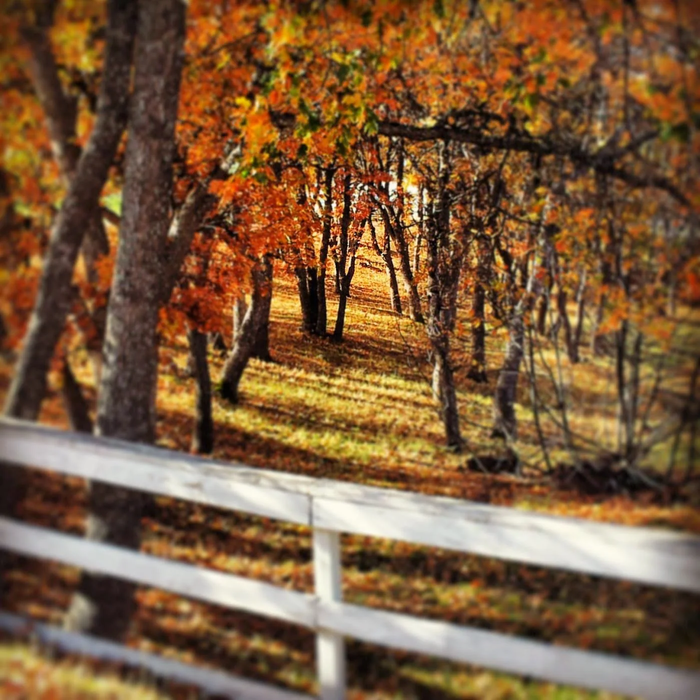 2013-11-03 053.jpg