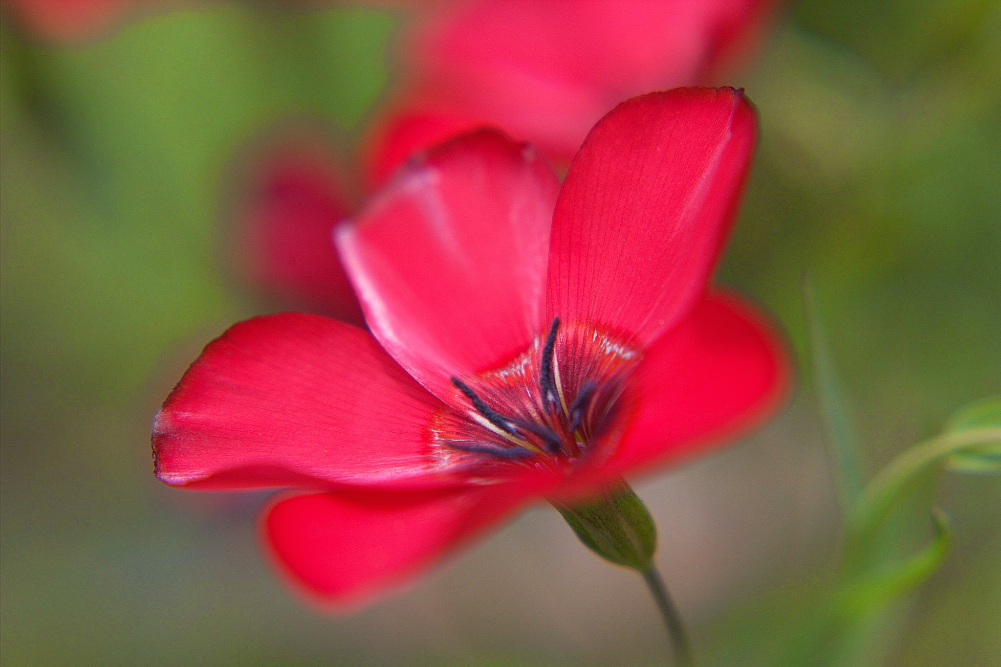 2013-04-28 frontyard macro 007.jpg